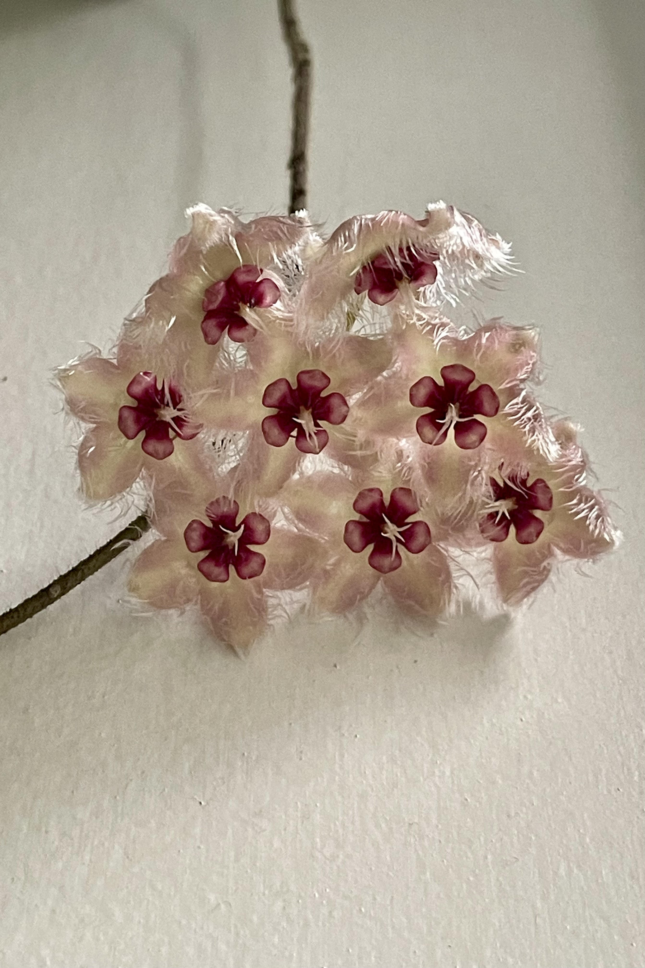Close up photo of the flowers of Hoya caudata 'Sumatra' against a gray wall.