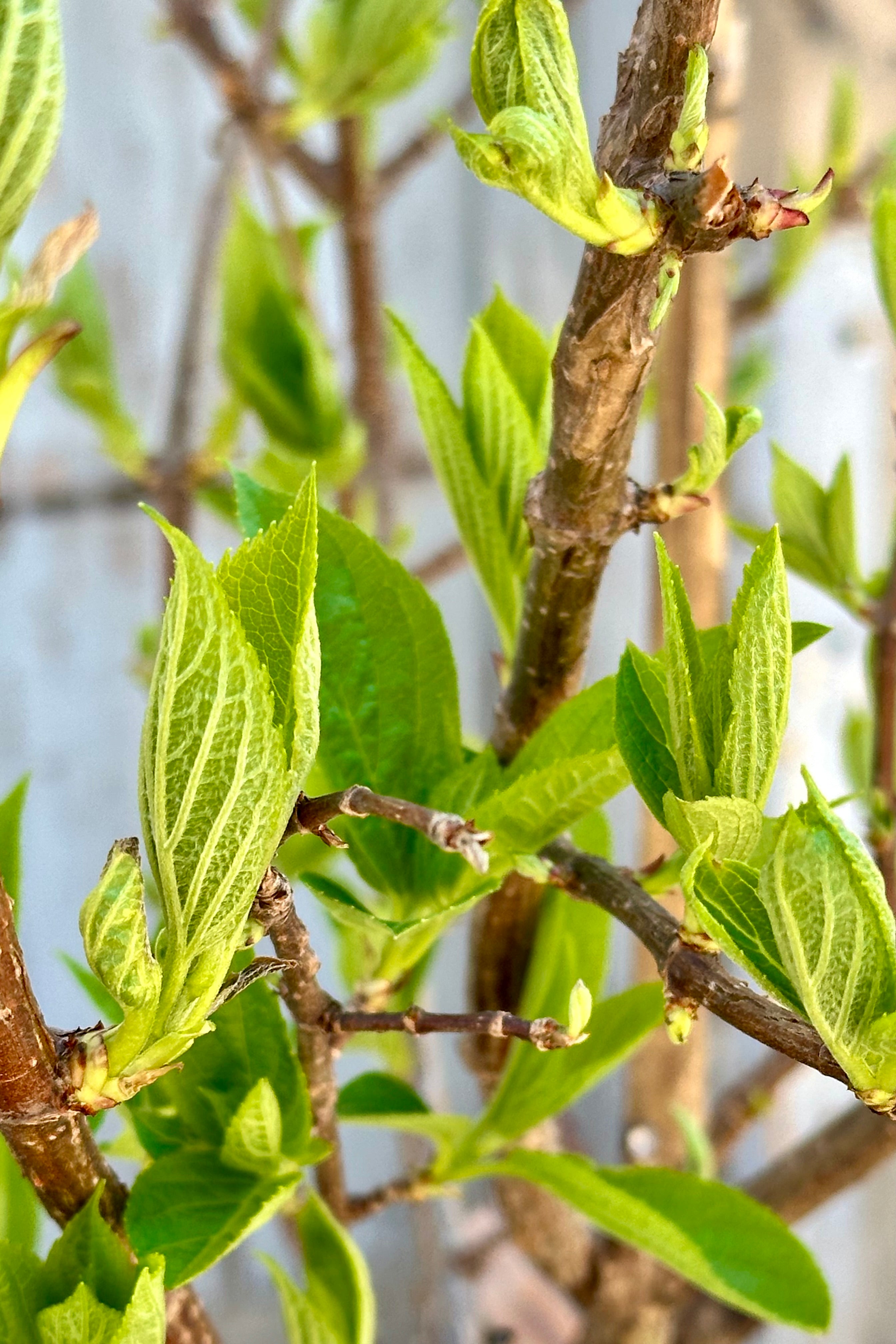 Hydrangea 'Phantom' leaves up close the end of April just starting to kick in for the season.