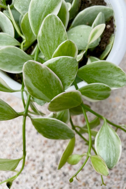 Close up of a plant with green and white oval shaped leaves that spill over the side of the pot against a cement wall