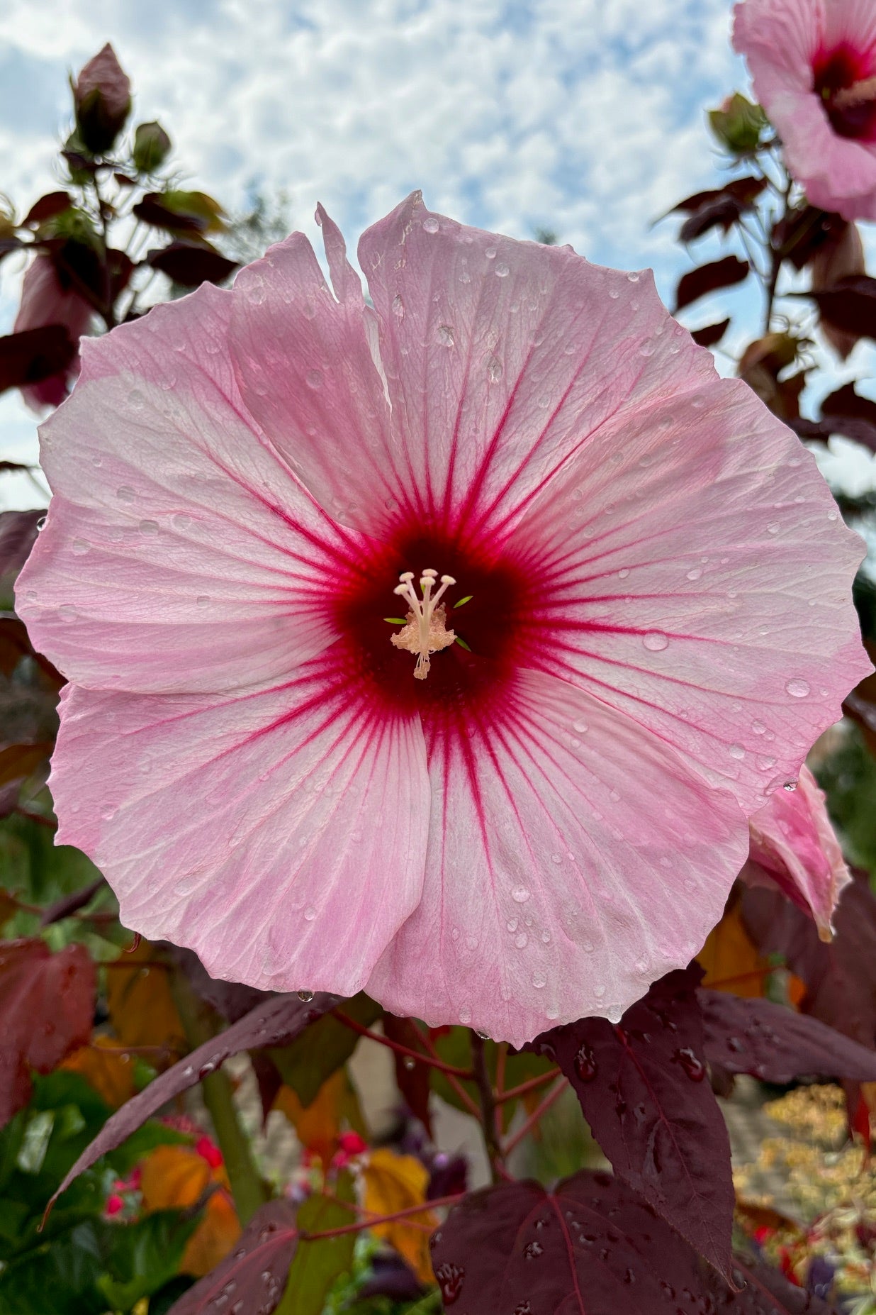 Dark Mystery Hibiscus flower - huge and white to pink to red!! ©Sprout Home