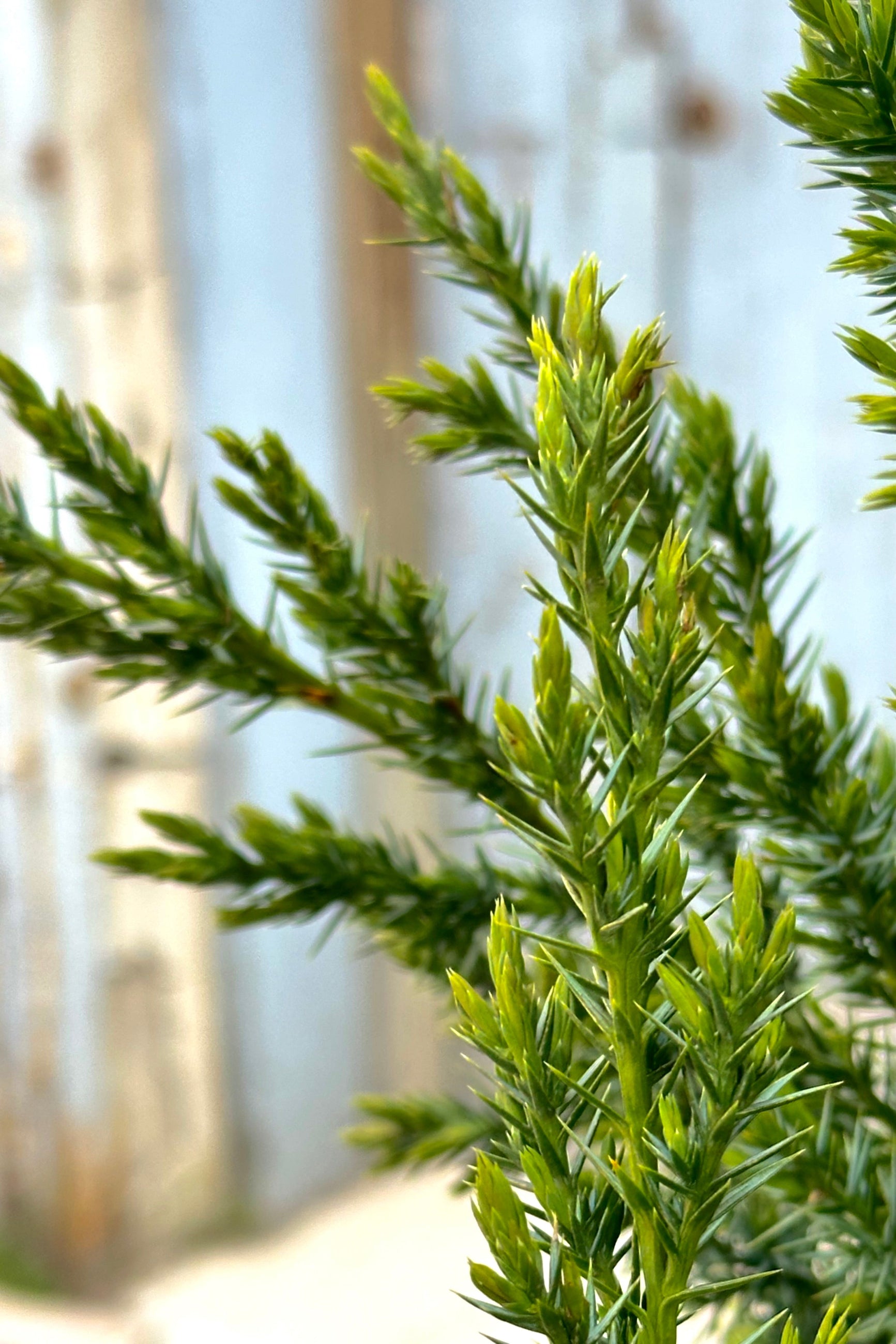Detail of the blue green needles of the Juniper's x 'Star Power' the end of April ©Sprout Home
