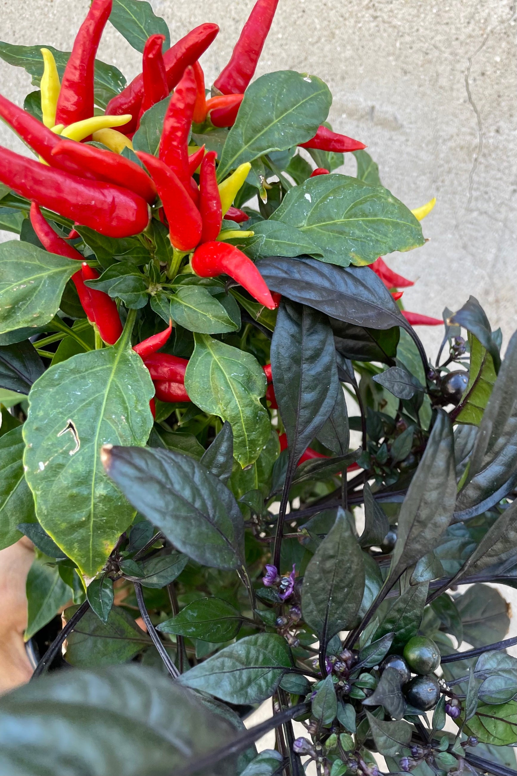 detail picture of the leaves of 'Chilly Chili' and 'Onyx Red' ornamental peppers in September at Sprout-home. Sprout-home
