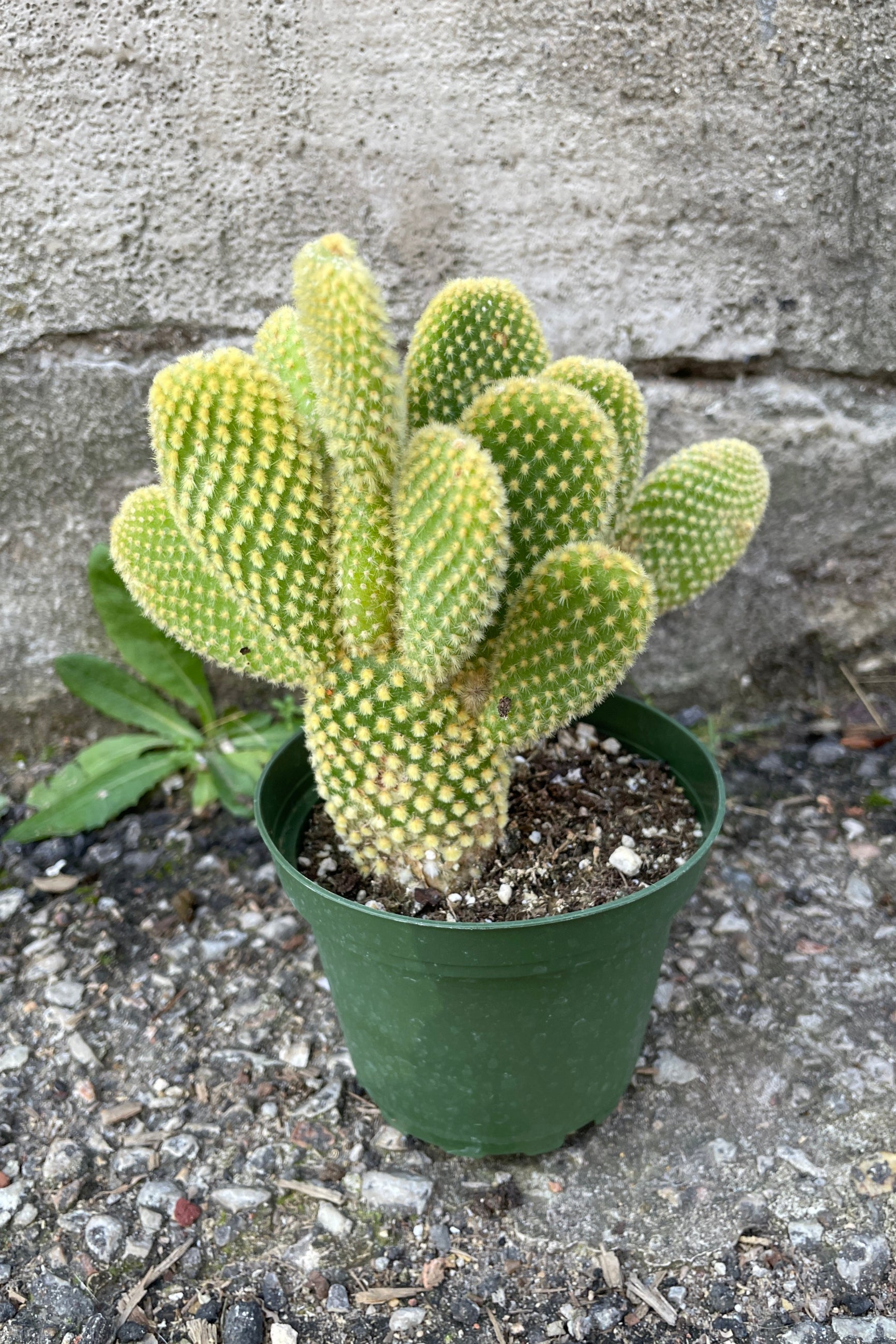 An Opuntia with green body and yellow spikes.