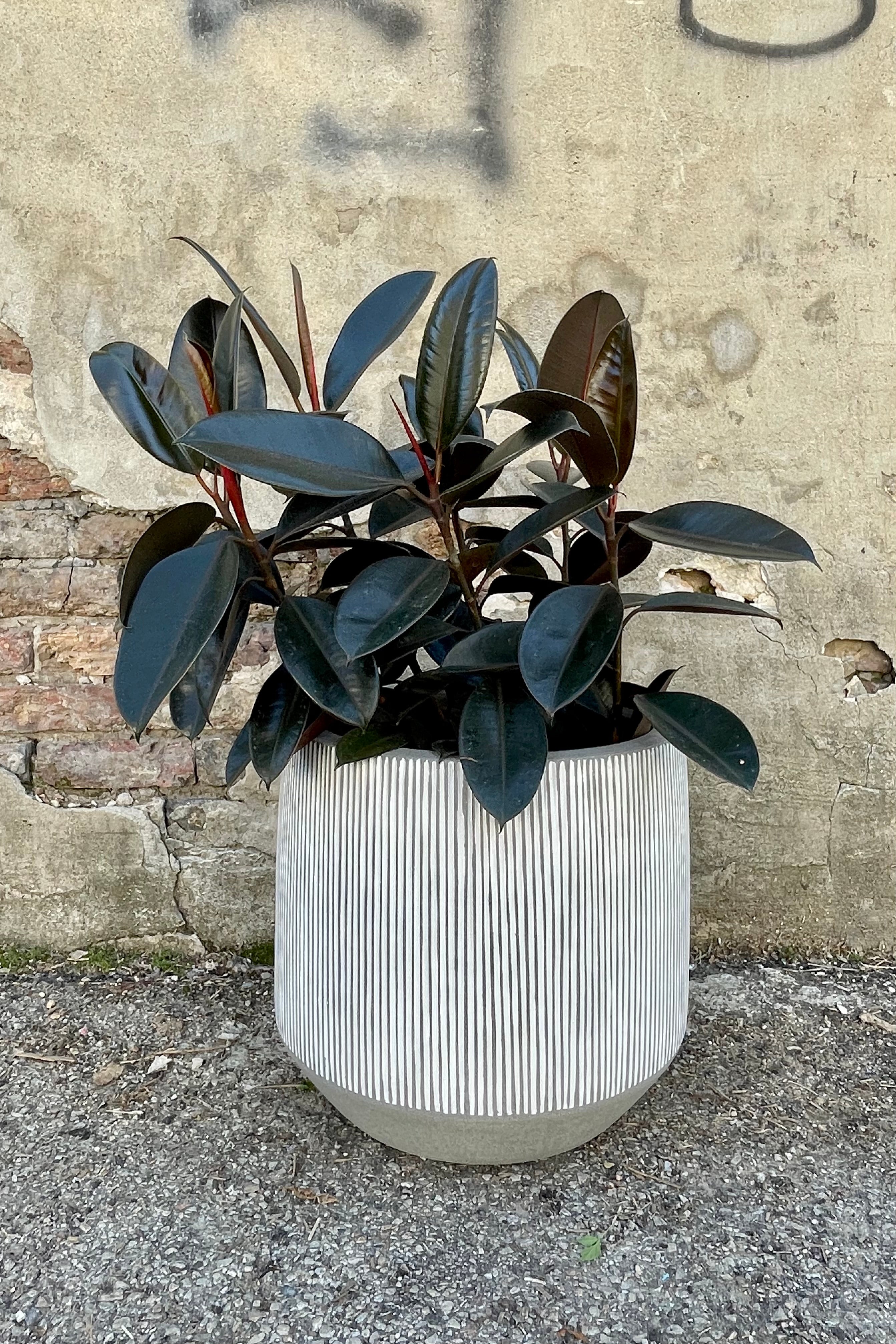 Photo of white and gray striped Harith pot against a cement wall with a burgundy Ficus elastica Rubber Tree.