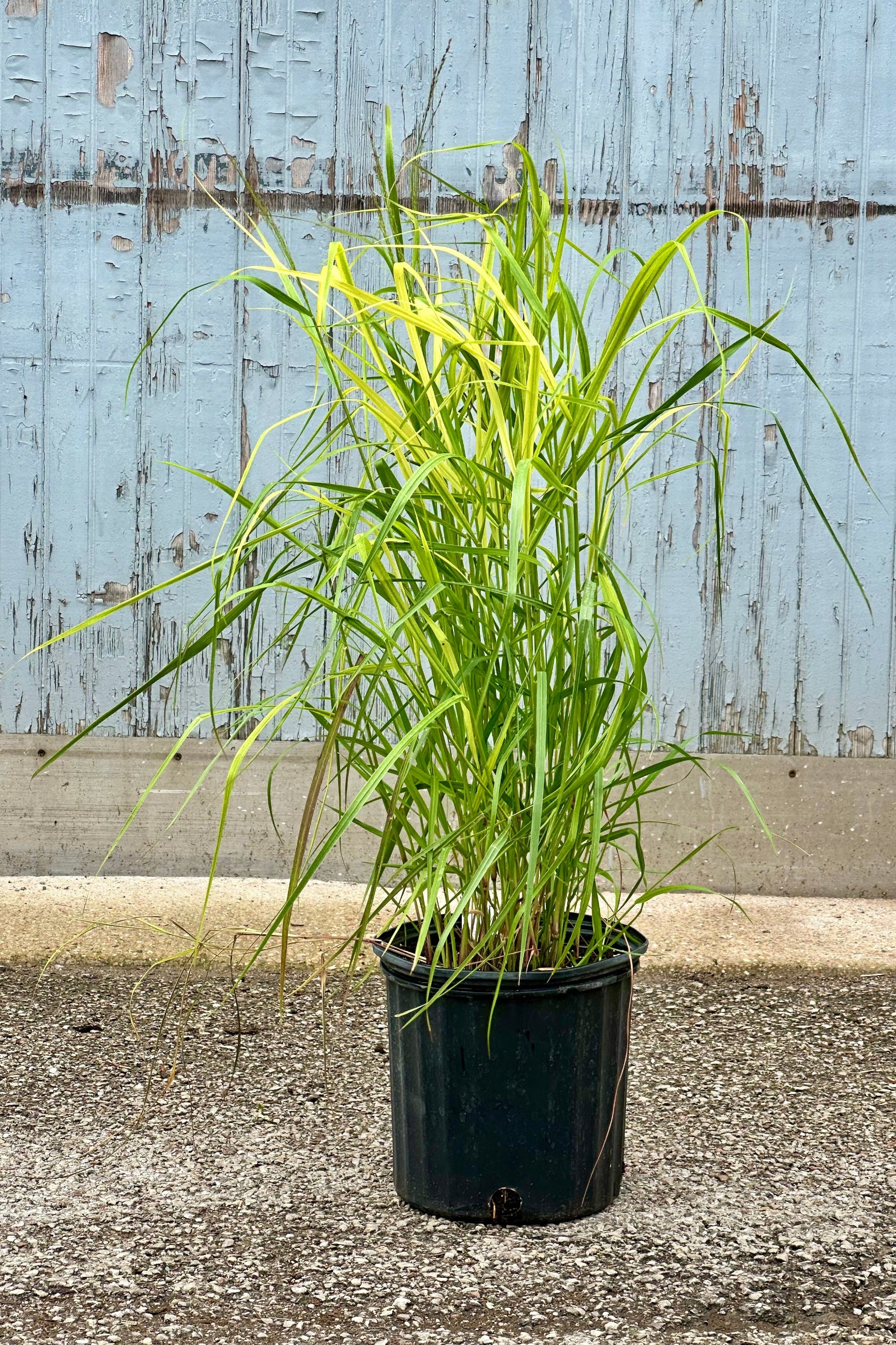 Panicum 'Rotstrahlbusch' in a #3 growers pot the middle of June ©Sprout Home