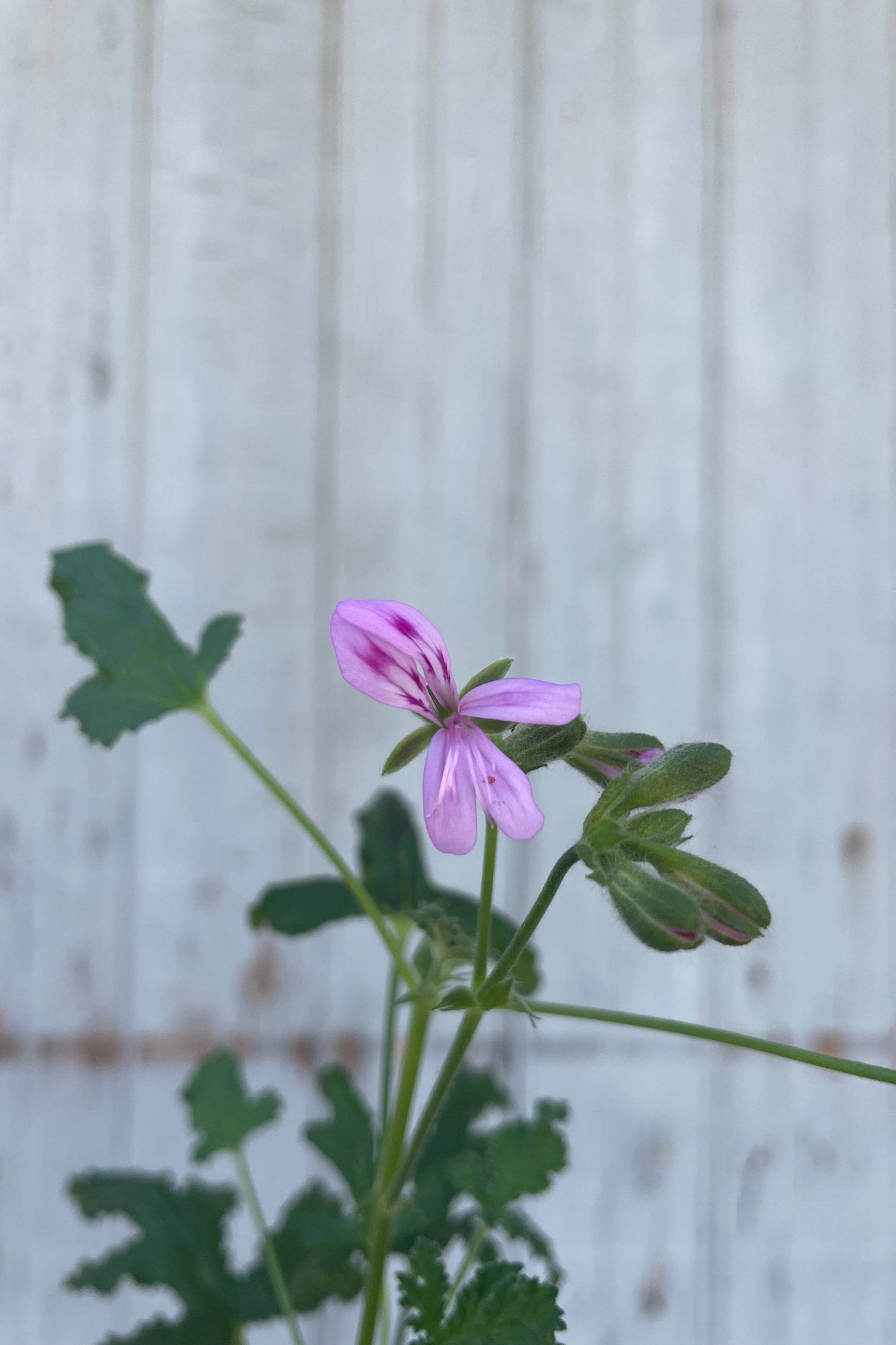 Close photo of a plant with intricate leaves and a light purple flower. The plant is a Pelargonium or "scented geranium" Is is in front of a gray wall. ©Sprout Home