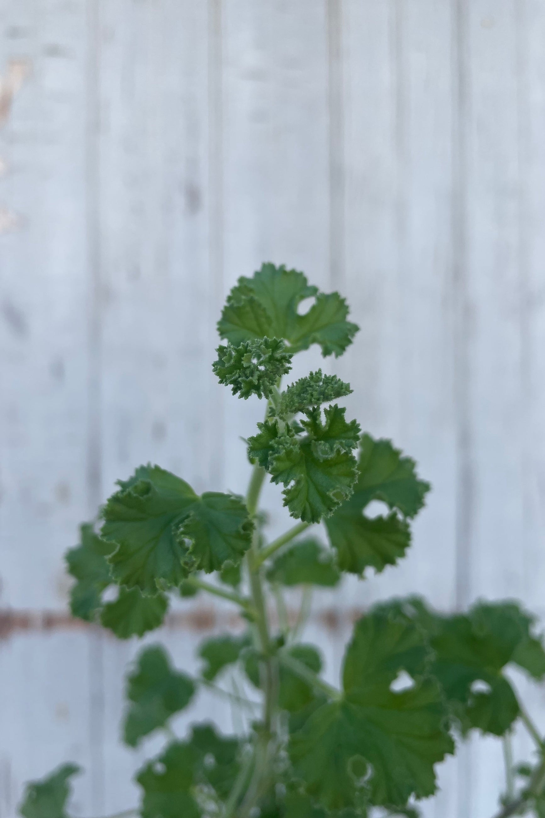Close photo of a plant with intricate leaves. The plant is a Pelargonium or "scented geranium" Is is in front of a gray wall. ©Sprout Home