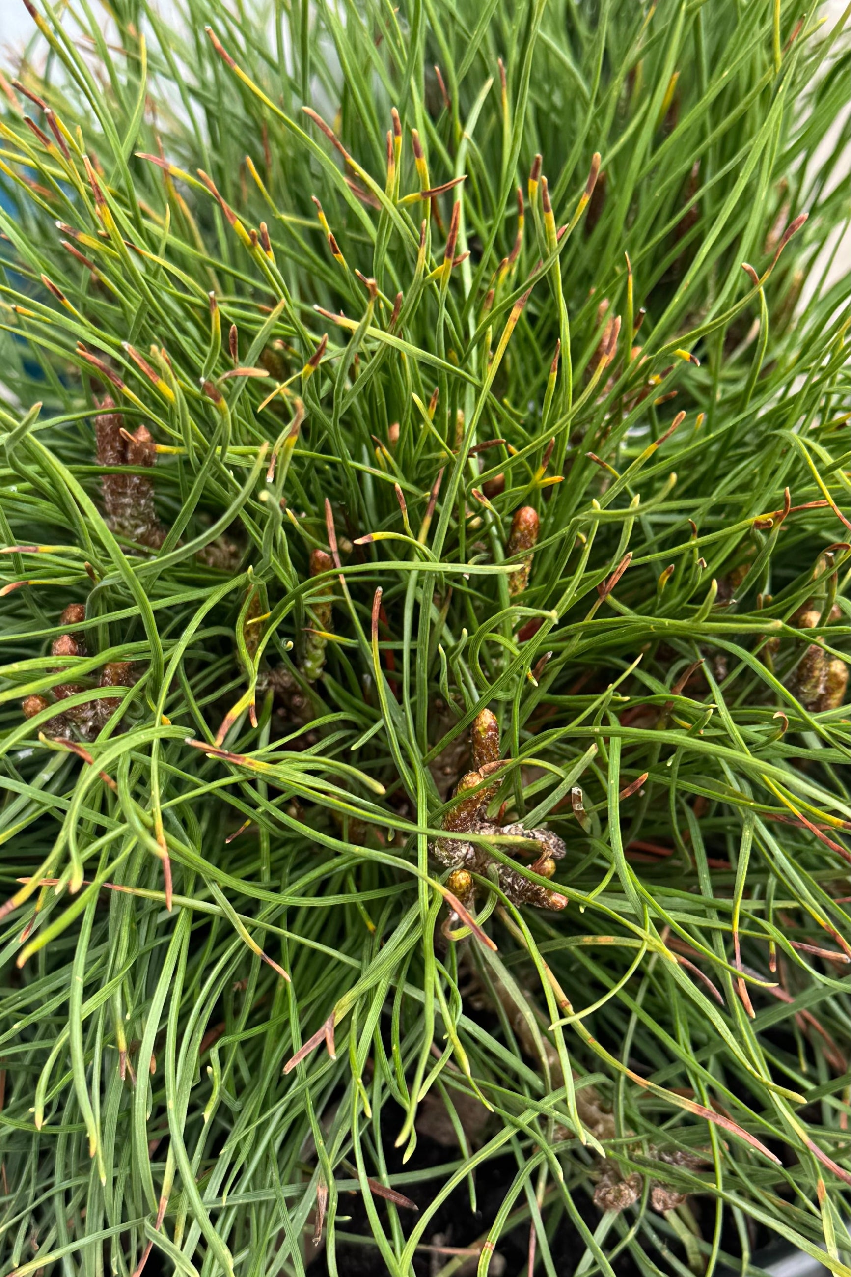 Pinus mugo beginning of April still retaining color and showing the detail of the needles ©Sprout Home