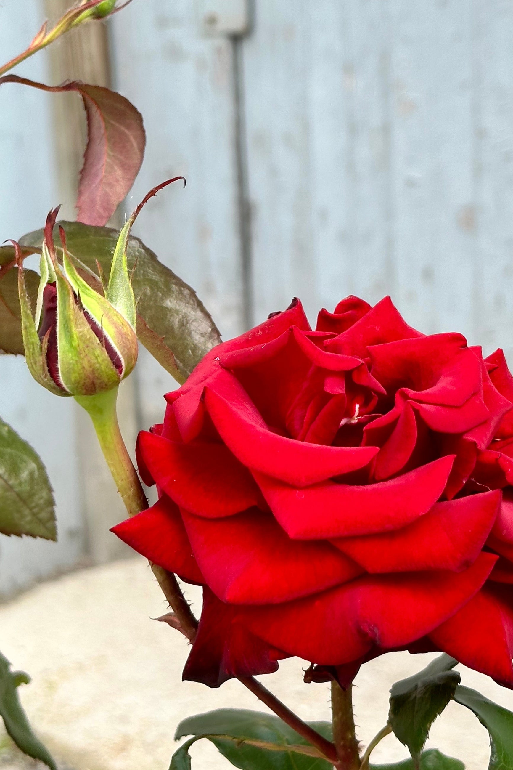 The sexy 'Black magic' rose in full bloom mid May at Sprout-home. ©Sprout Home