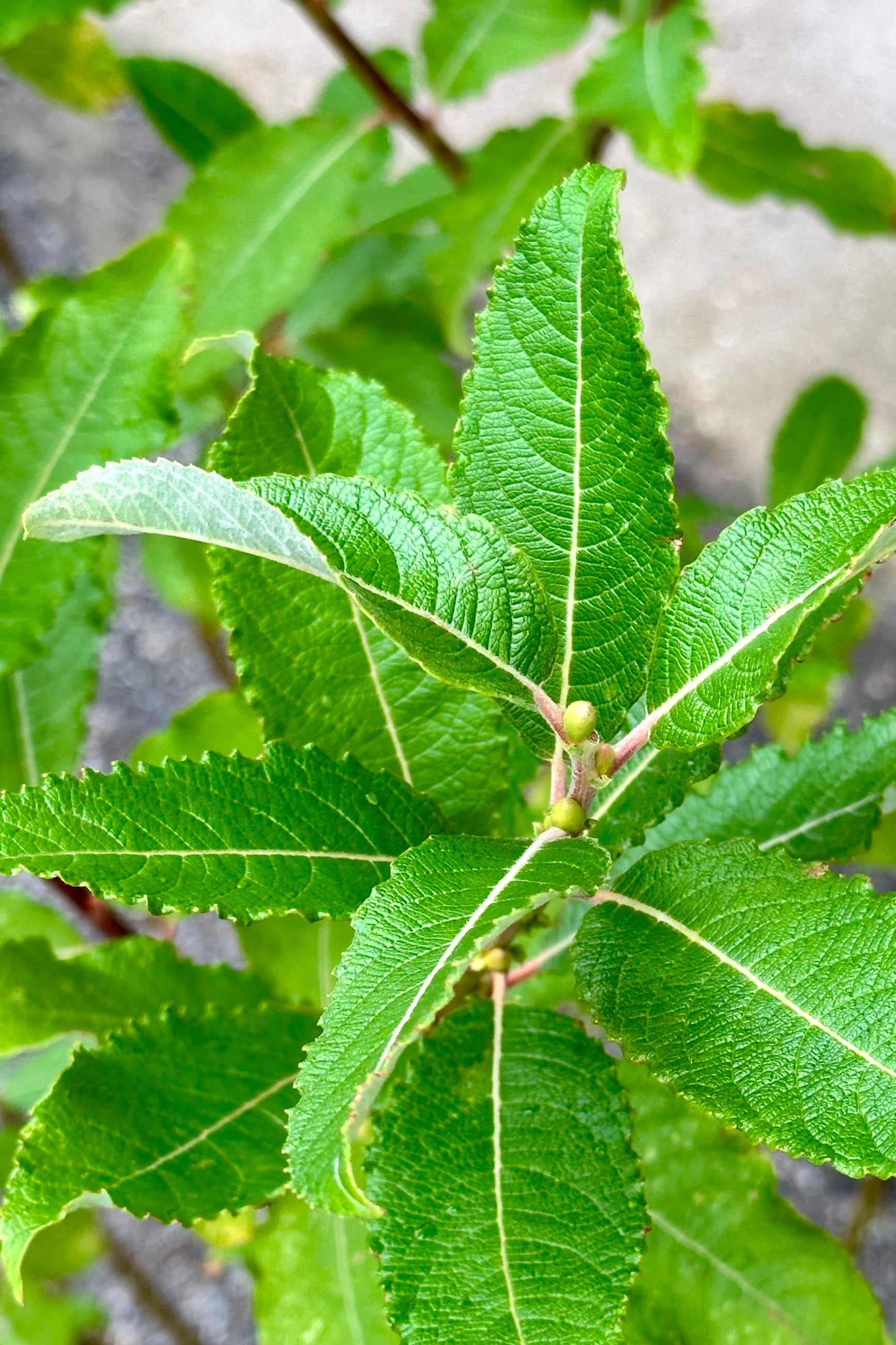 The green leaves of the Salix discolor mid June ©Sprout Home