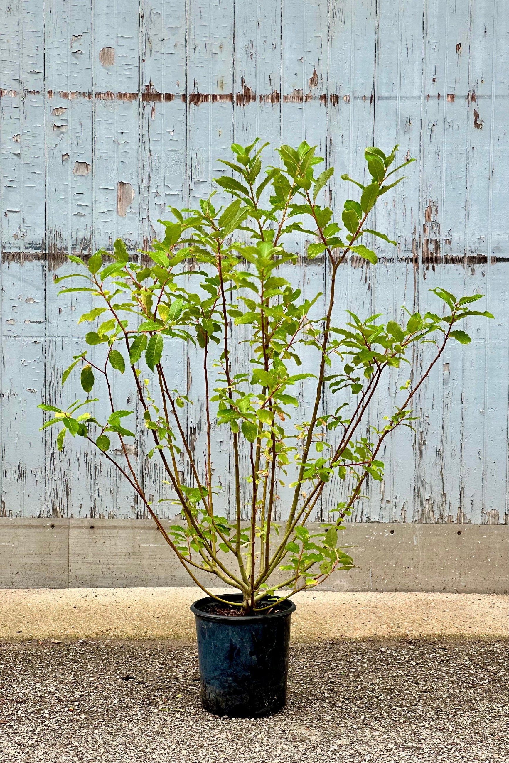Salix discolor shrub mid to late June showing off its green leaves housed in a #2 growers pot. ©Sprout Home