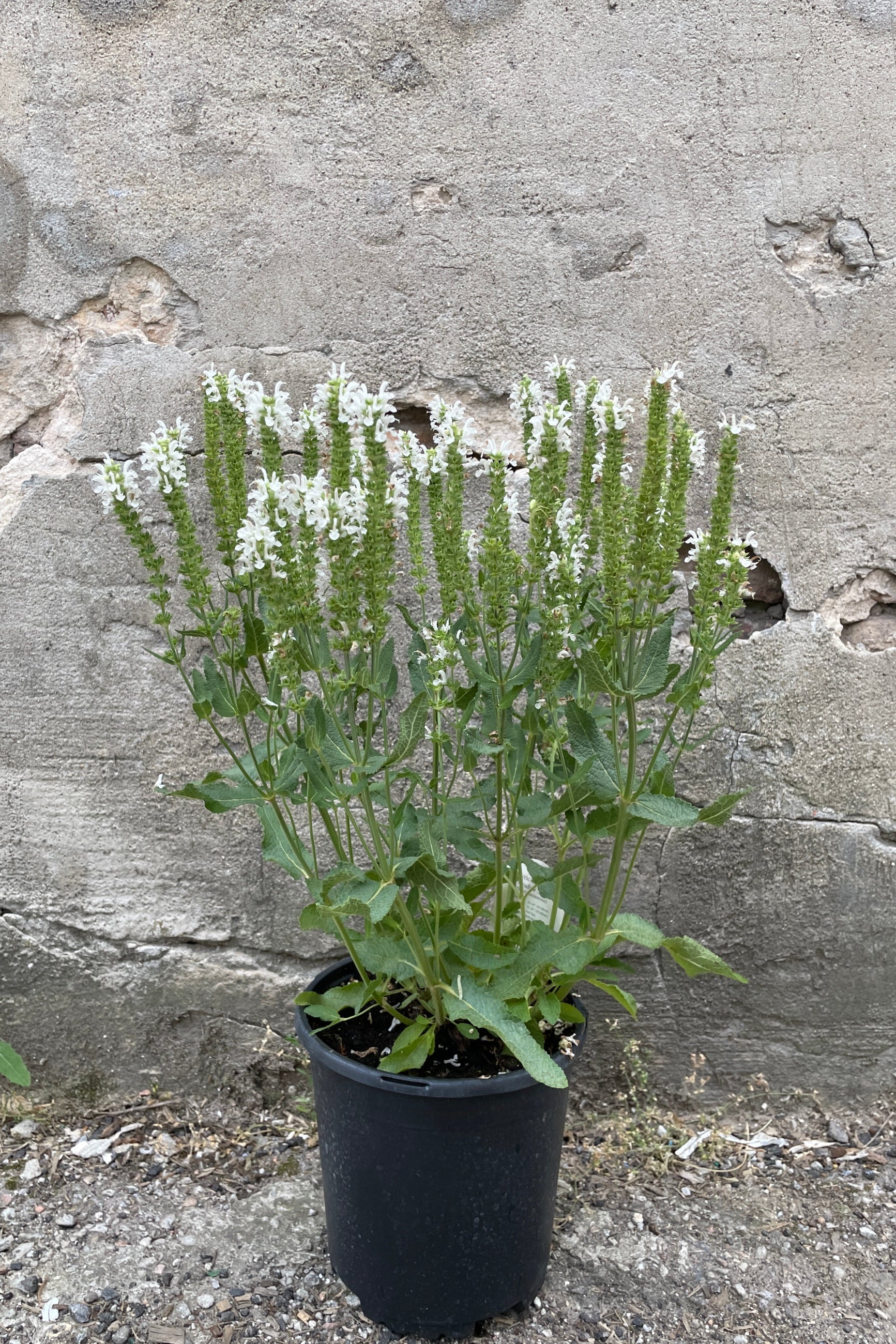 Salvia 'Lyrical White' perennial in bloom with white flowers in a #1 growers pot at Sprout-home the middle of June. ©Sprout Home