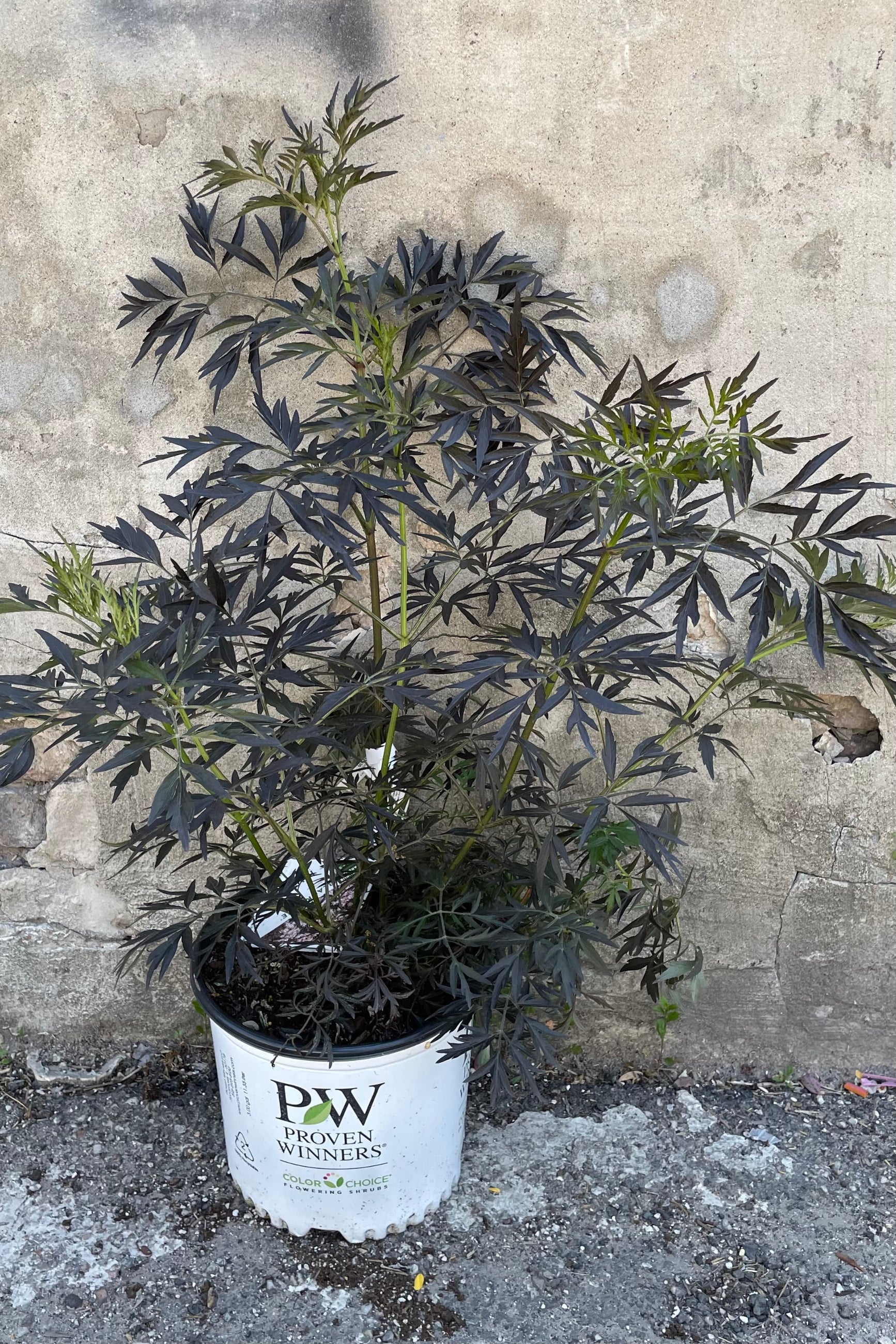 Sambucus 'Black Lace' in a #3 growers pot showing off its black serrated wild leaves the end of May ©Sprout Home