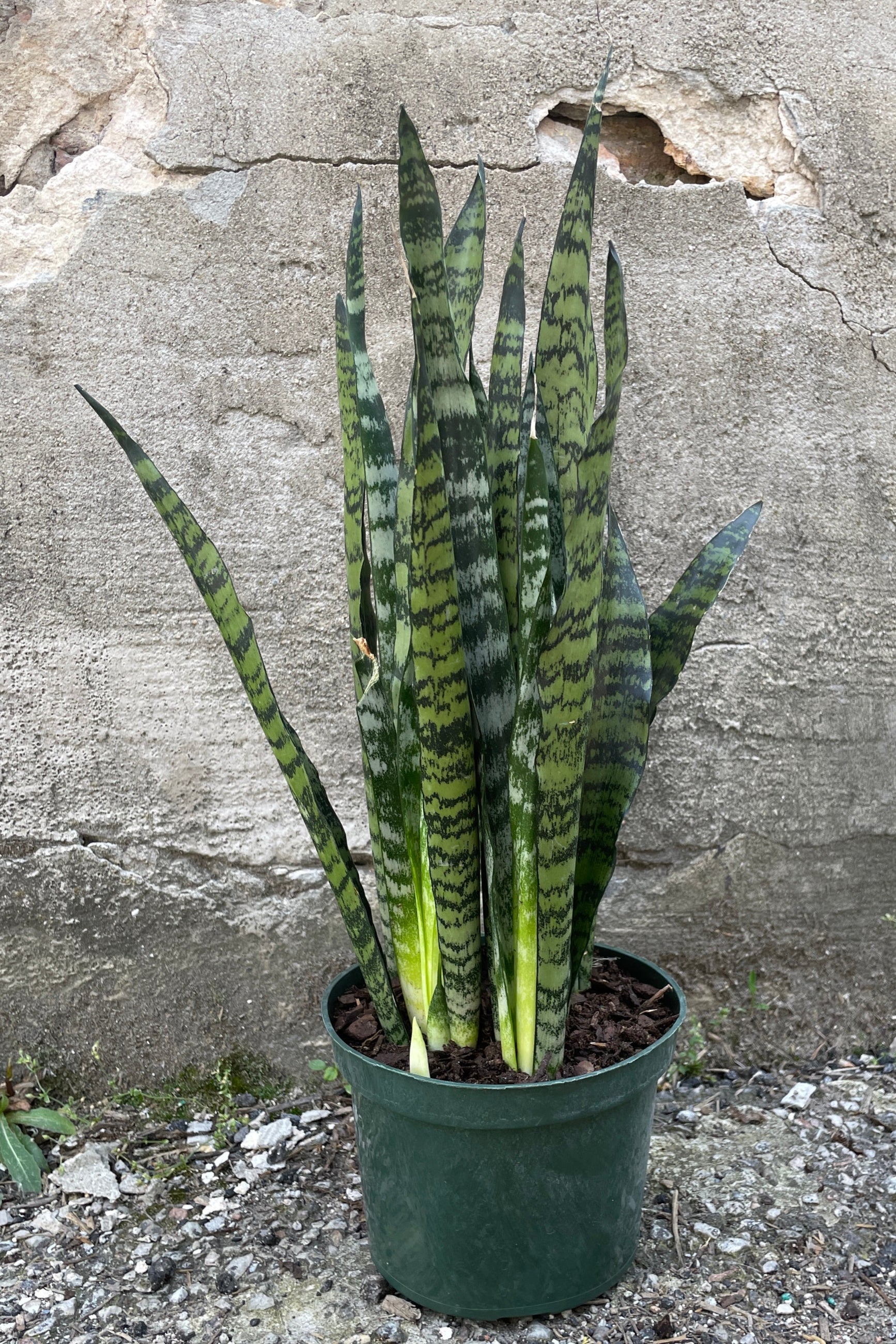 Sansevieria 'Wintergreen' in a 6" growers pot standing tall against a concrete wall at Sprout-home.