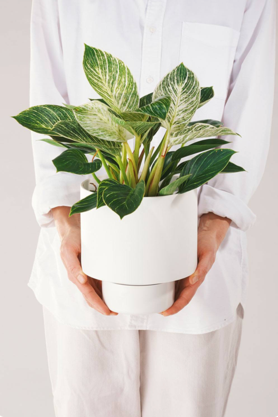 A white Angus & Celeste Collector's Gro pot planted and being held in hand by a person in all white.