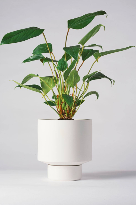 white Collector's Gro pot by Angus & Celeste planted with a plant.