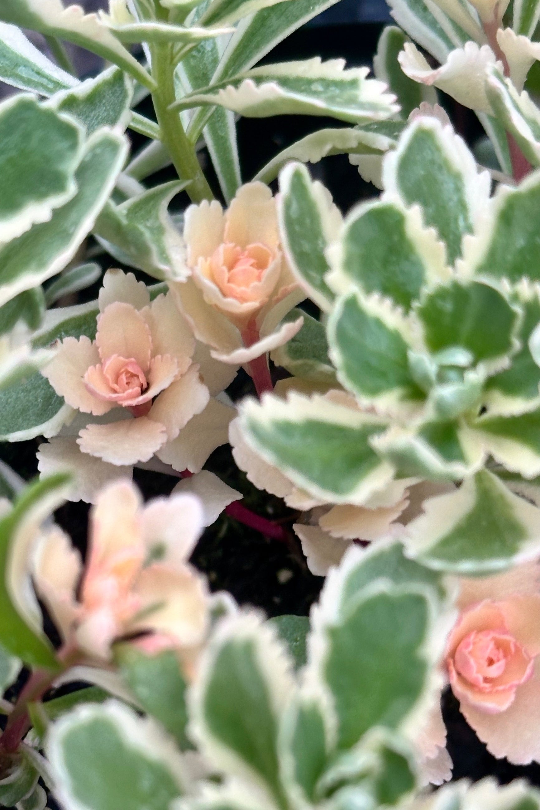 Image of the Sedum 'Atlantis' thick rosettes of leaves of green with cream edging and pink the beginning of May ©Sprout Home