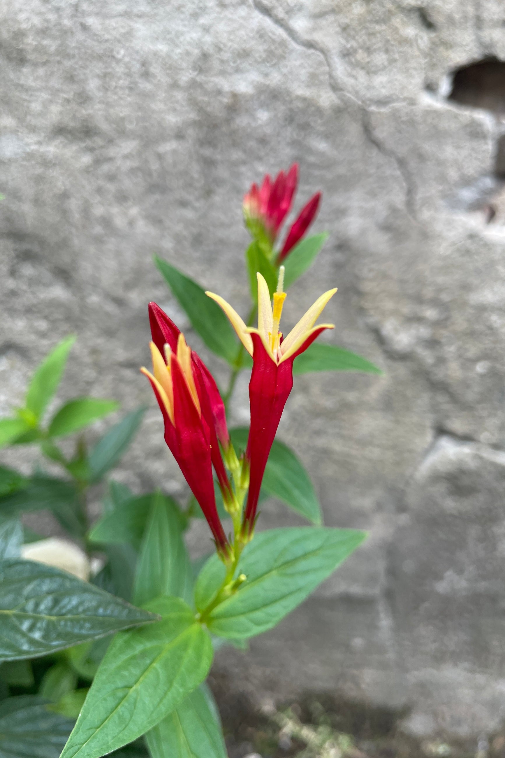 The red and yellow bloom of the Spigelia 'Little Redhead' mid July at Sprout-home. ©Sprout Home