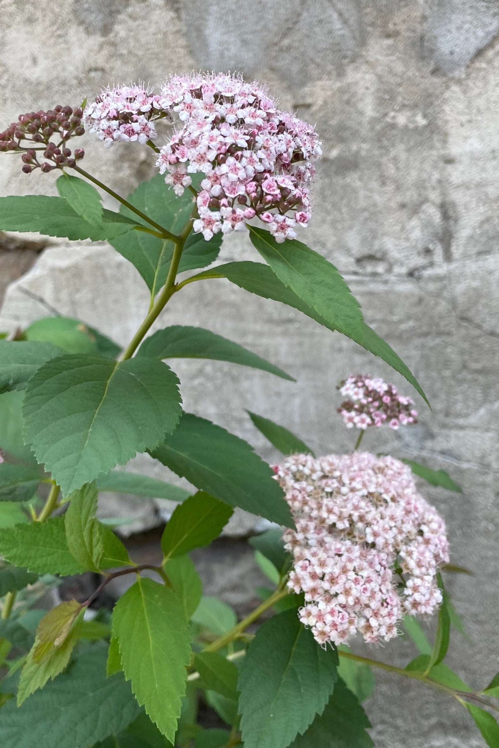 The sweet light pink to white blooms of Spiraea 'Spot On' the beginning of June ©Sprout Home