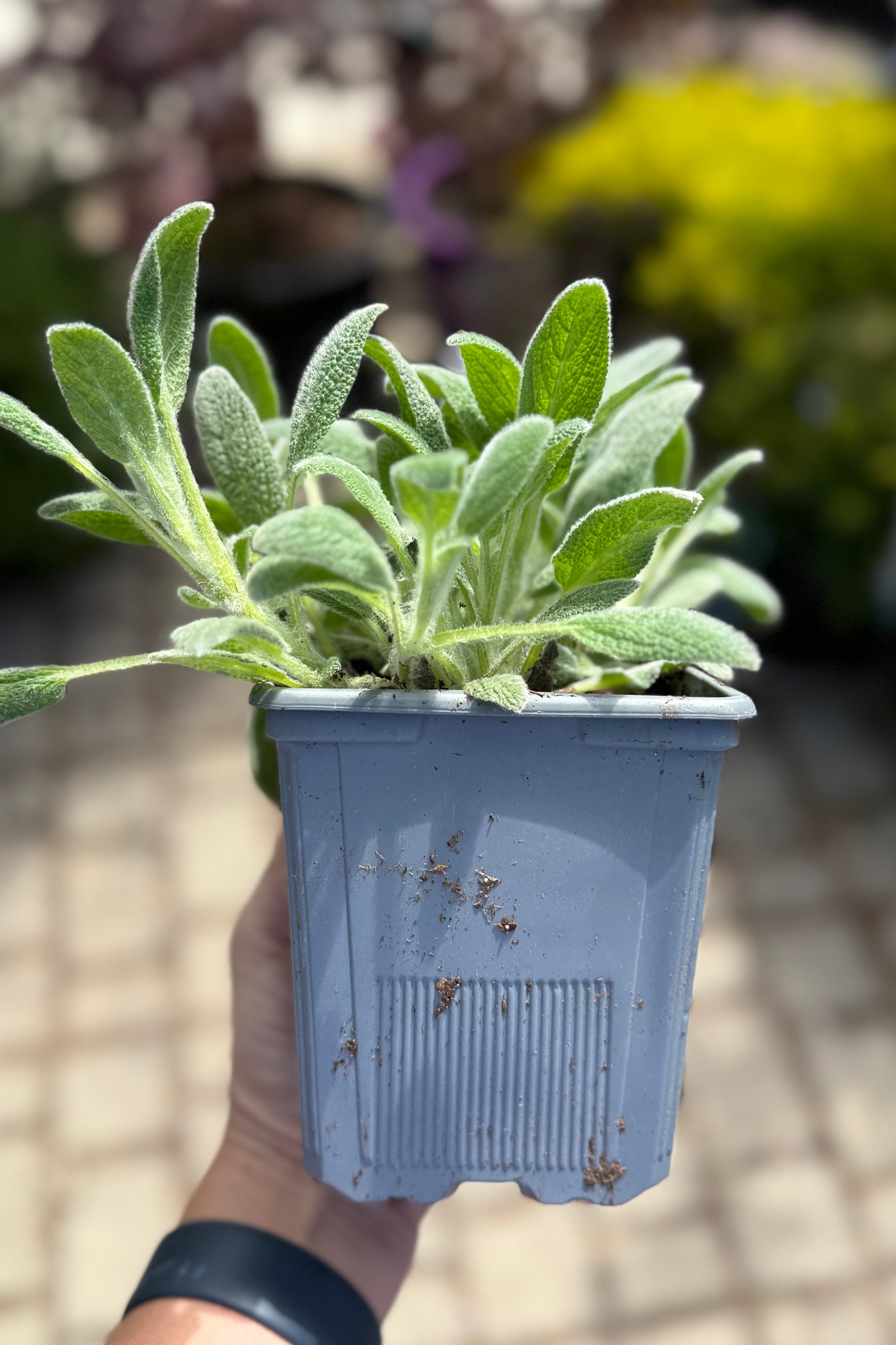 Stachys 'Little Lamb' in a 1Qt growers pot the beginning of May ©Sprout Home