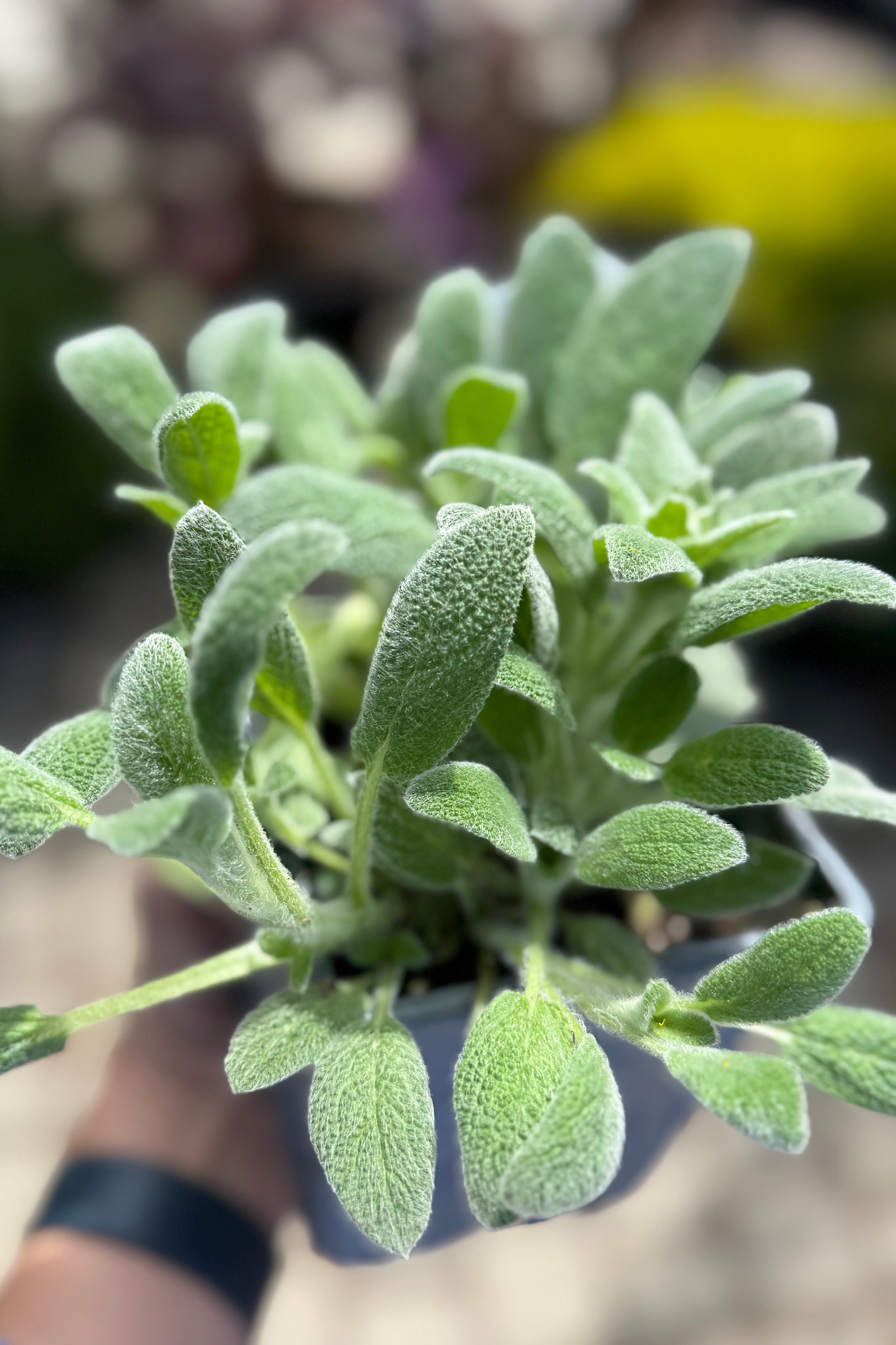 Stachys 'Little Lamb' the beginning of May up close showing its soft light green white leaves ©Sprout Home