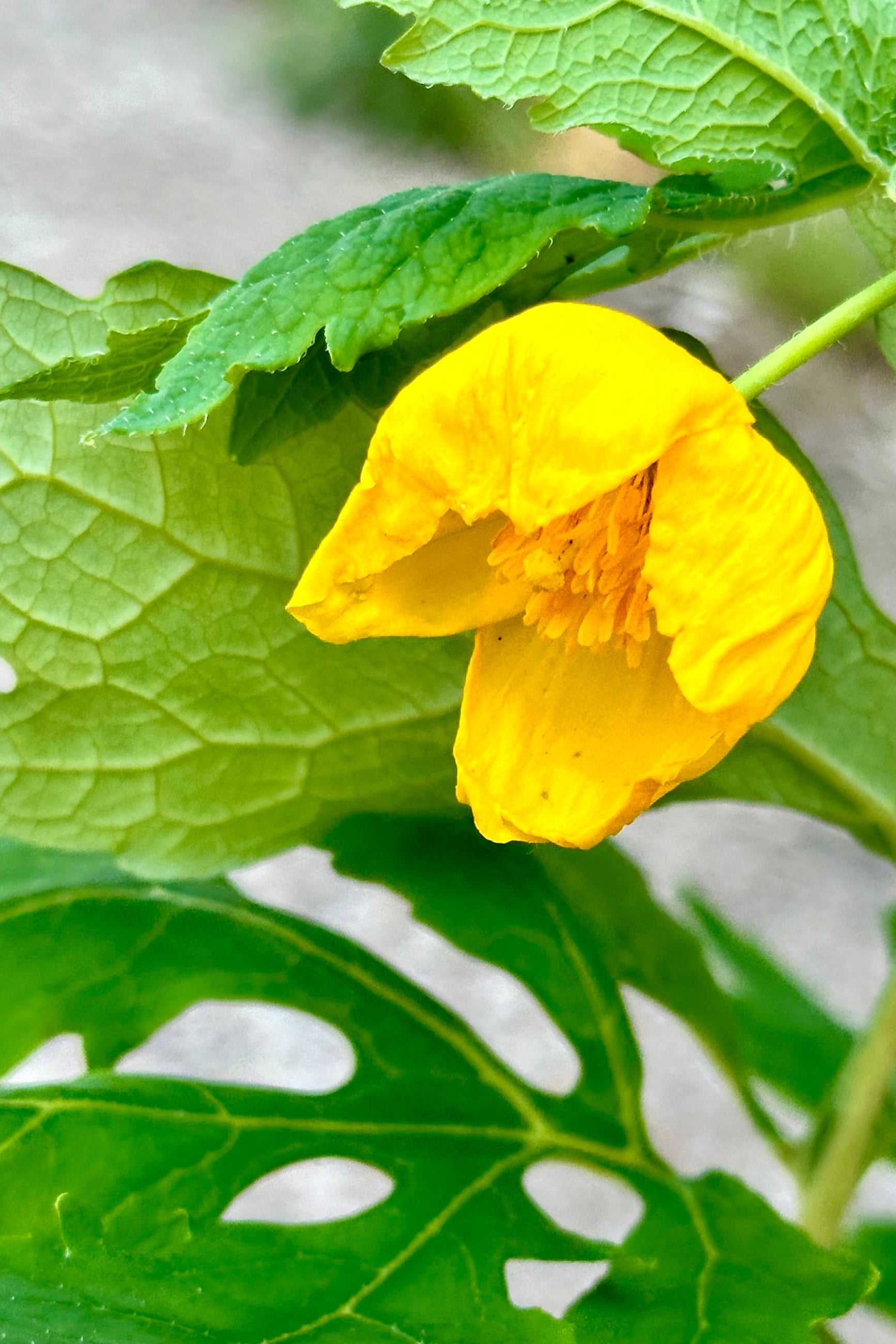 The sweet poppy like yellow flower of the Stylophorum diphyllym at Sprout-home mid May ©Sprout Home