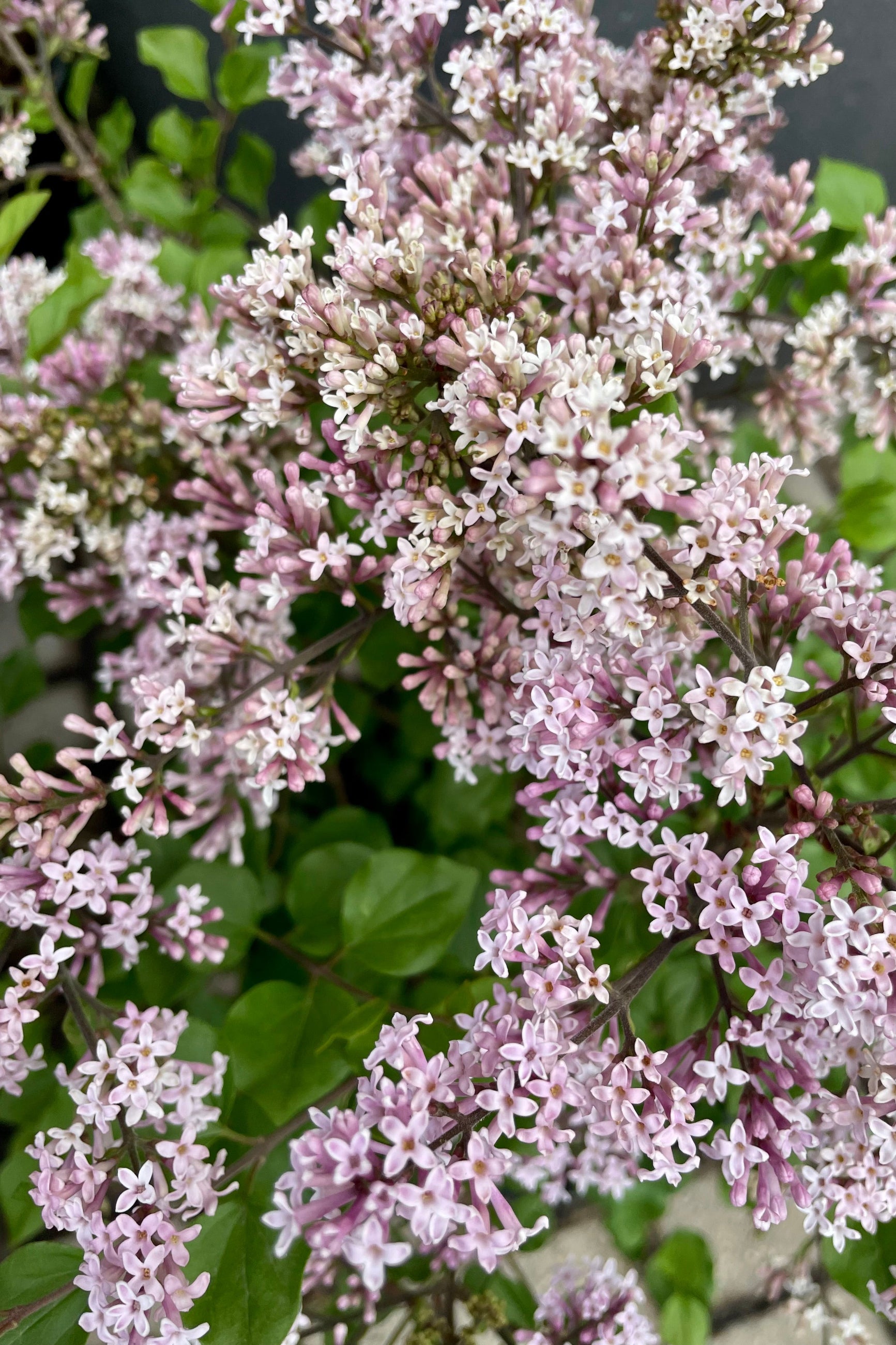 The open light purple blooms of the Syringa meyeri 'Palibin' shrub. ©Sprout Home