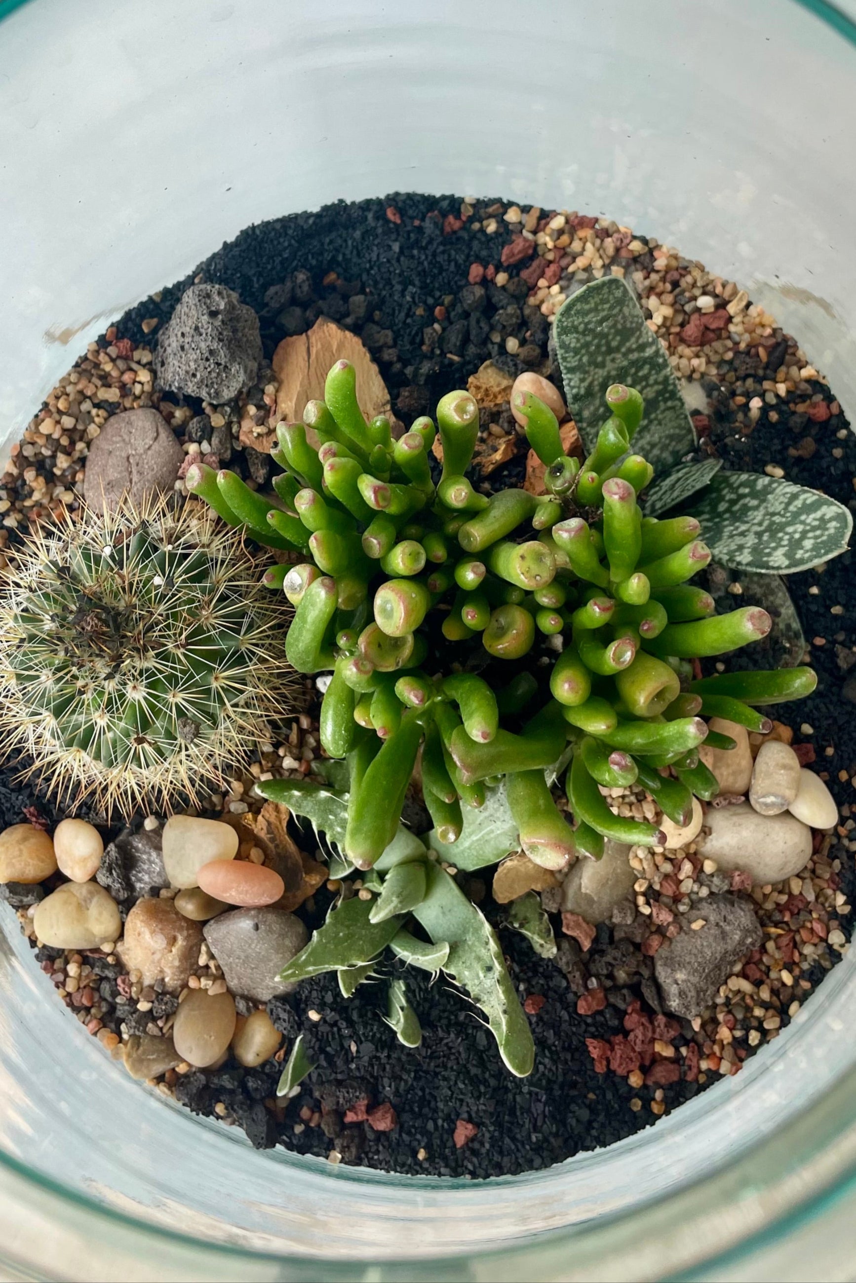 View looking down on glass terrarium in a white room planted with green succulent plants ©Sprout Home #style_desert