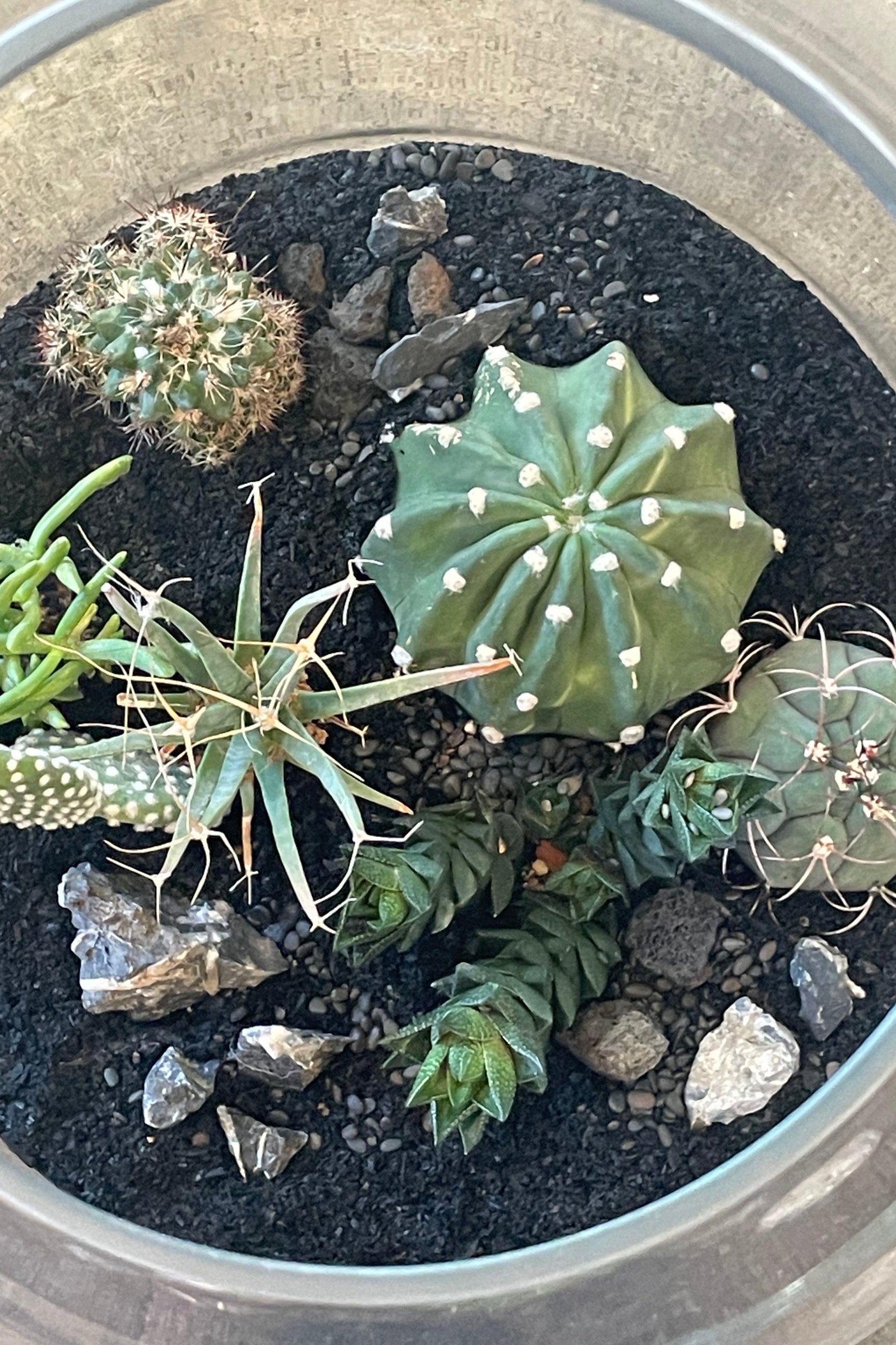 Photo from above looking into a glass terrarium planted with succulents ©Sprout Home #style_desert