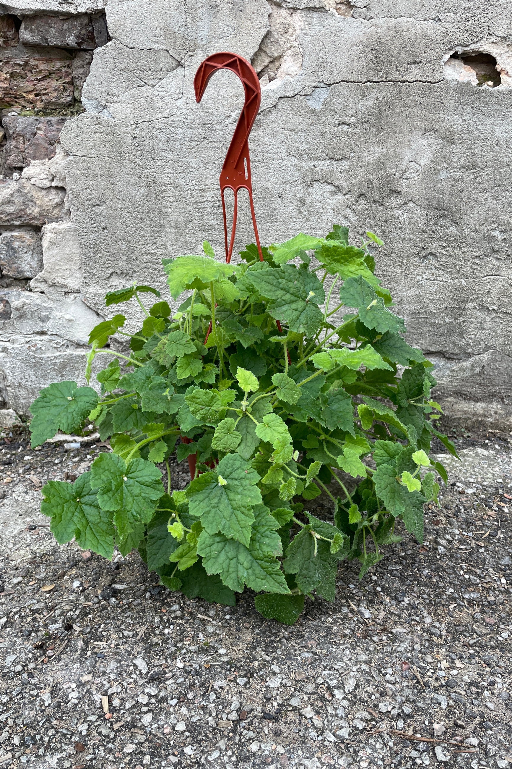Tolmiea menziesii in a 6" growers pot against a concrete wall.