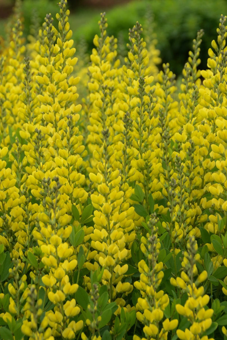 Baptisia 'American Goldfinch' planted in mass and blooming ©Ball Seed