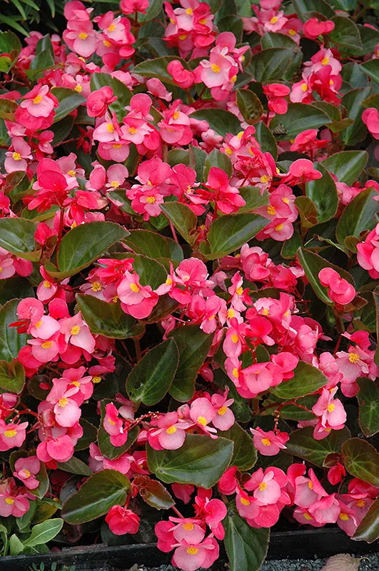 Begonia x benariensis Fibrous-Rooted Landscape Begonia 'Big Rose w/ Green Leaf' ©Clesen Wholesale