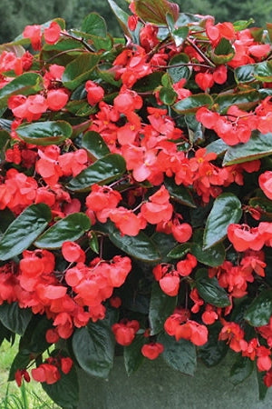 Begonia x hybrida 'Dragon Wing Red' ©Clesen Wholesale