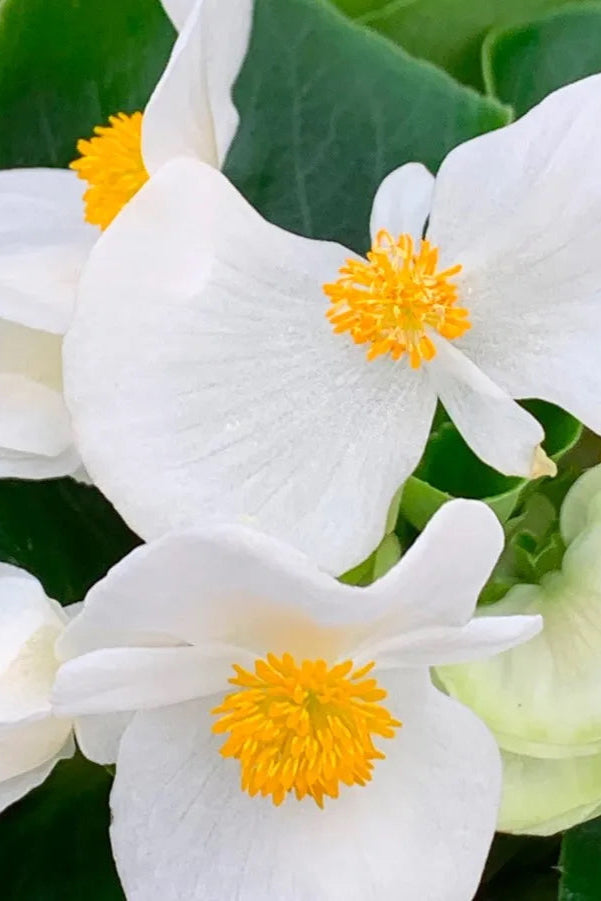 Begonia x benariensis Fibrous-Rooted Landscape Begonia 'Big White w/ Green Leaf' ©Clesen Wholesale