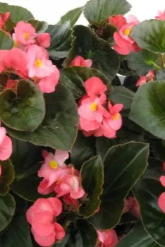 Begonia x benariensis, Fibrous-Rooted Landscape Begonia 'Big Pink w/ Green Leaf' up close ©Clesen Wholesale