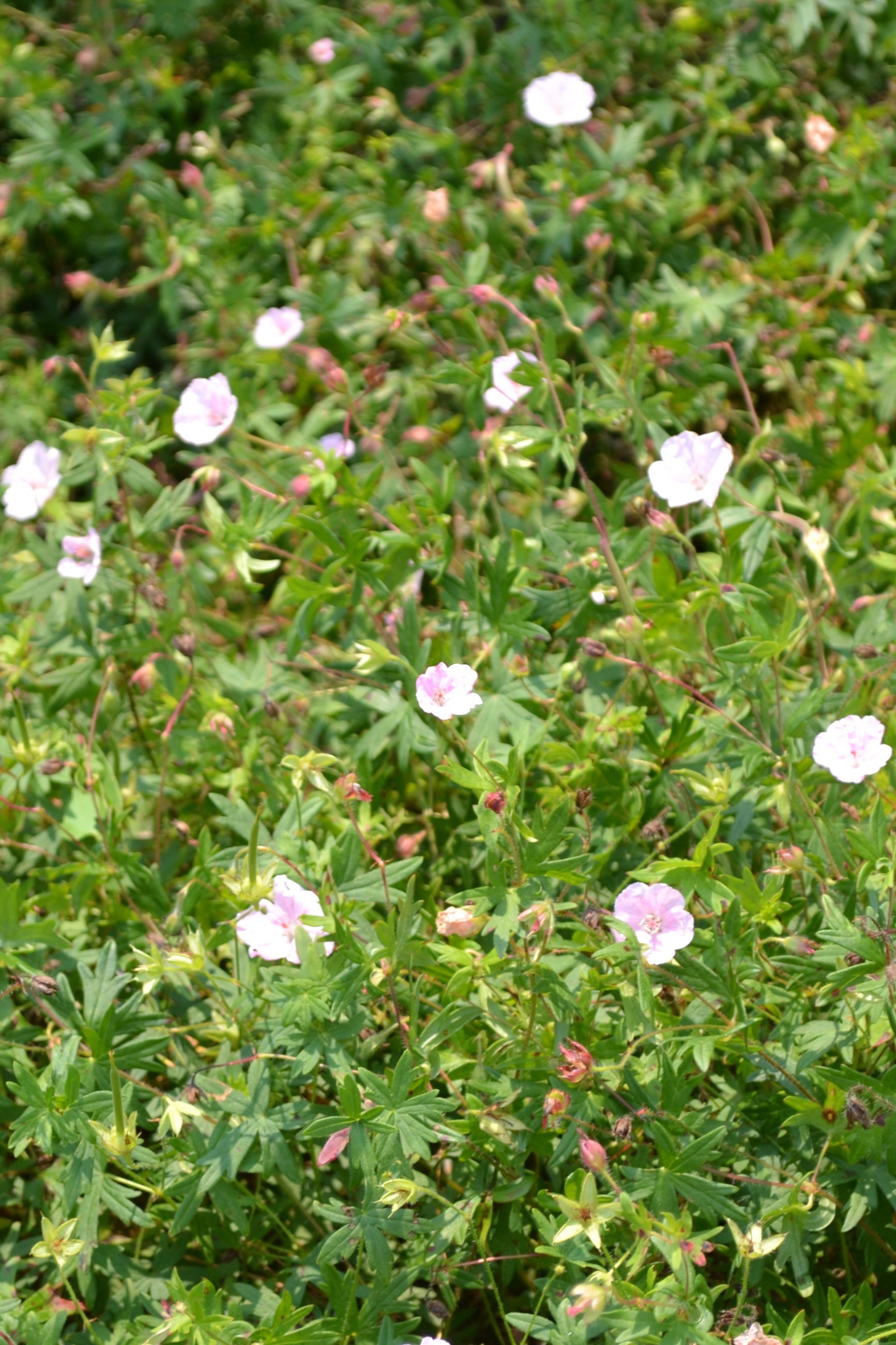 Geranium sanguineum striatum planted in the landscape of the Morton Arboretum and blooming ©Elite Growers