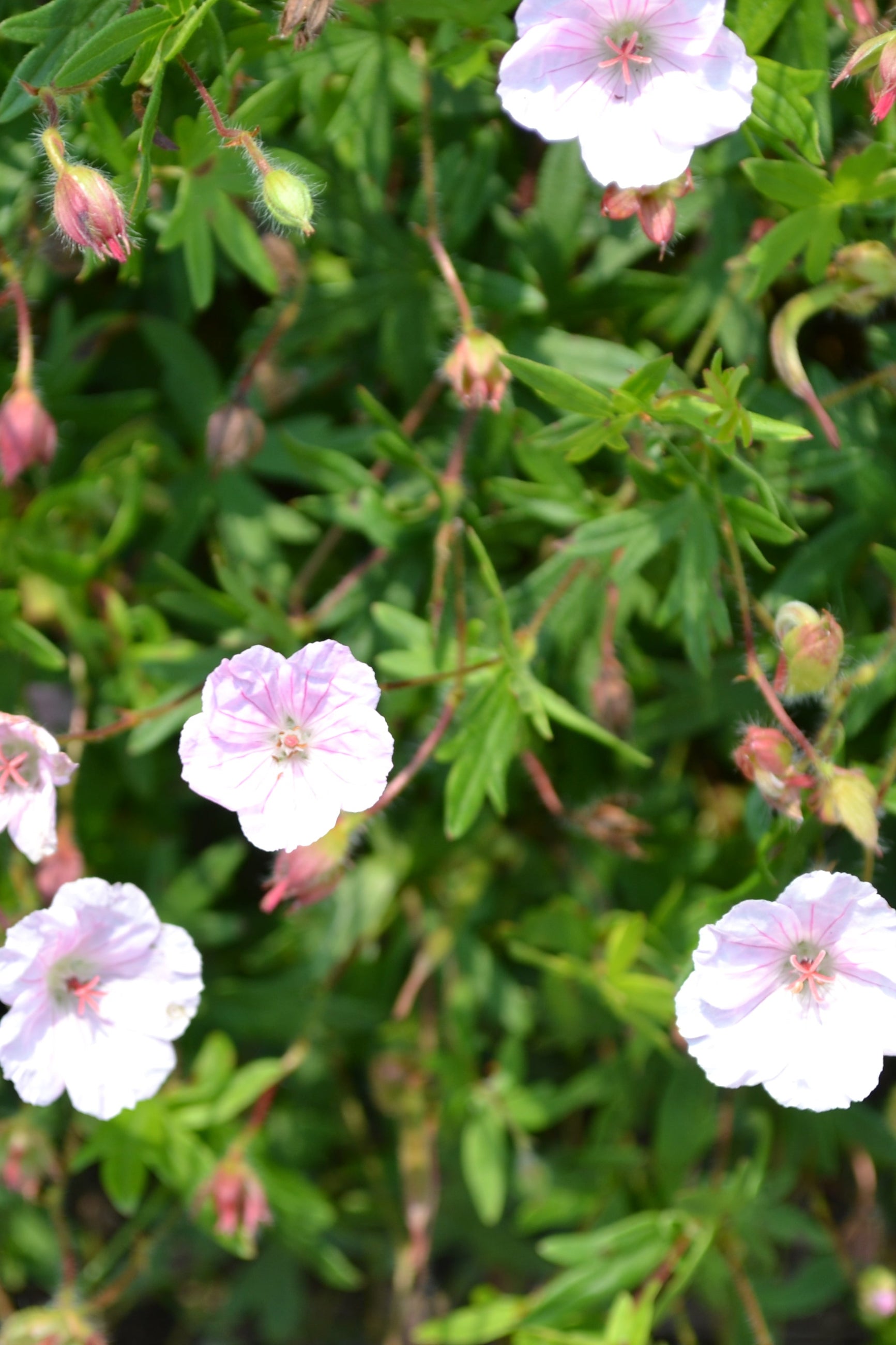 Geranium sanguineum striatum planted in the landscape of the Morton Arboretum and blooming ©Elite Growers