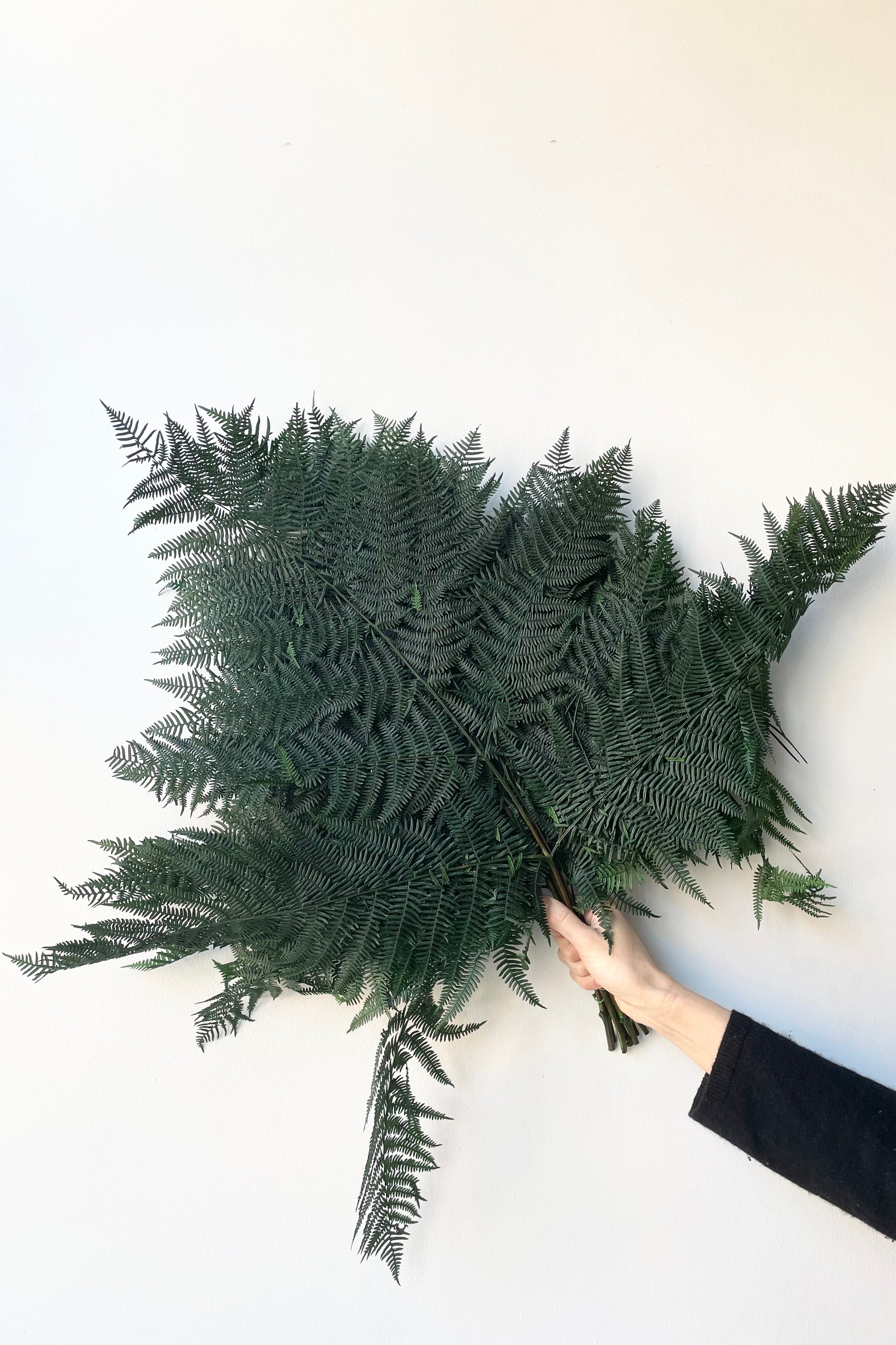 Preserved green helecho bracken fern bundle against a white wall.