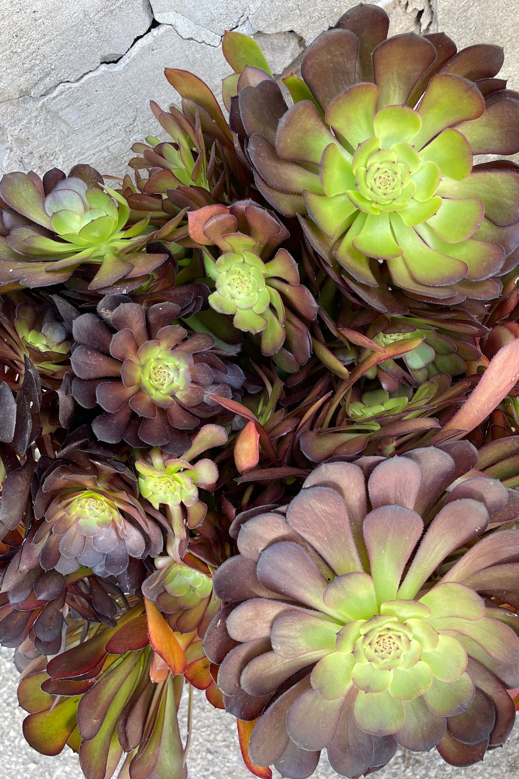 A detailed view of Aeonium 'Garnet' #5 against concrete backdrop