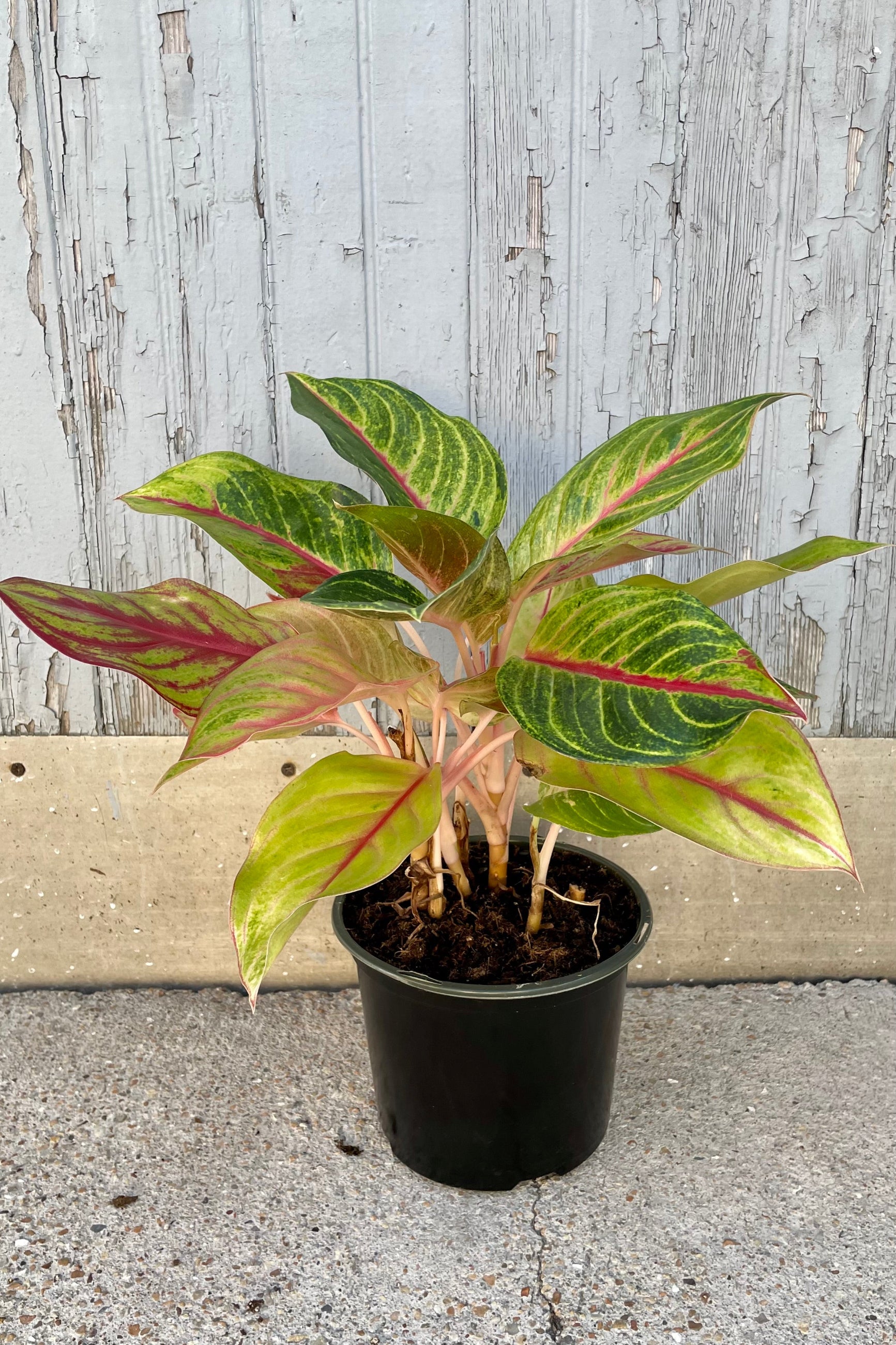 Aglaonema 'Two Toned Moonstone' plant in an 8" growers pot at Sprout-home.