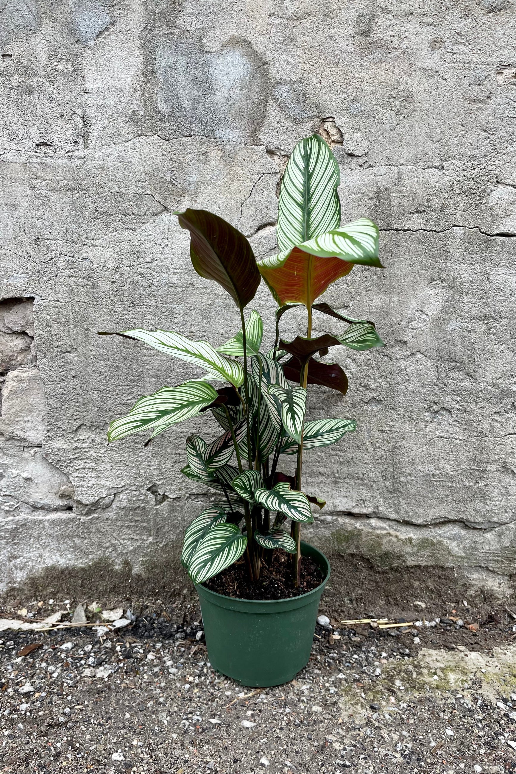 CalatheaMaj6 6" green growers pot with dark green veining leaves with an alternating cream striation against a grey wall