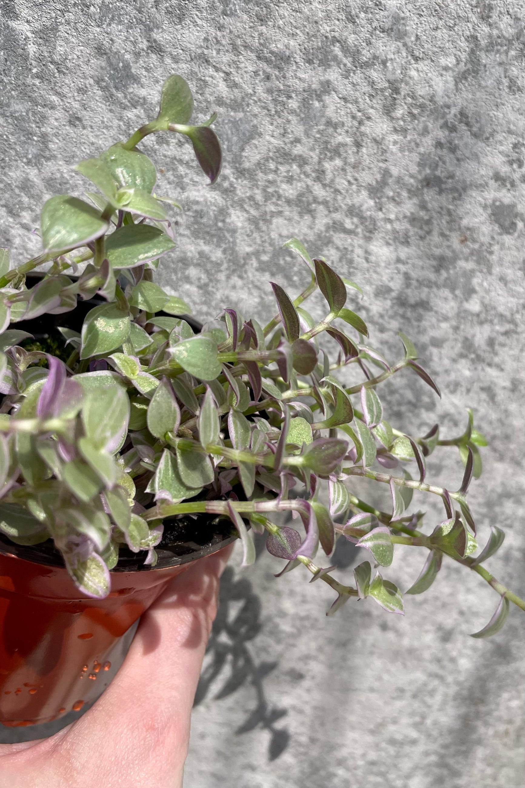 Callisia repens 4" with green and purple vining leaves against a grey wall