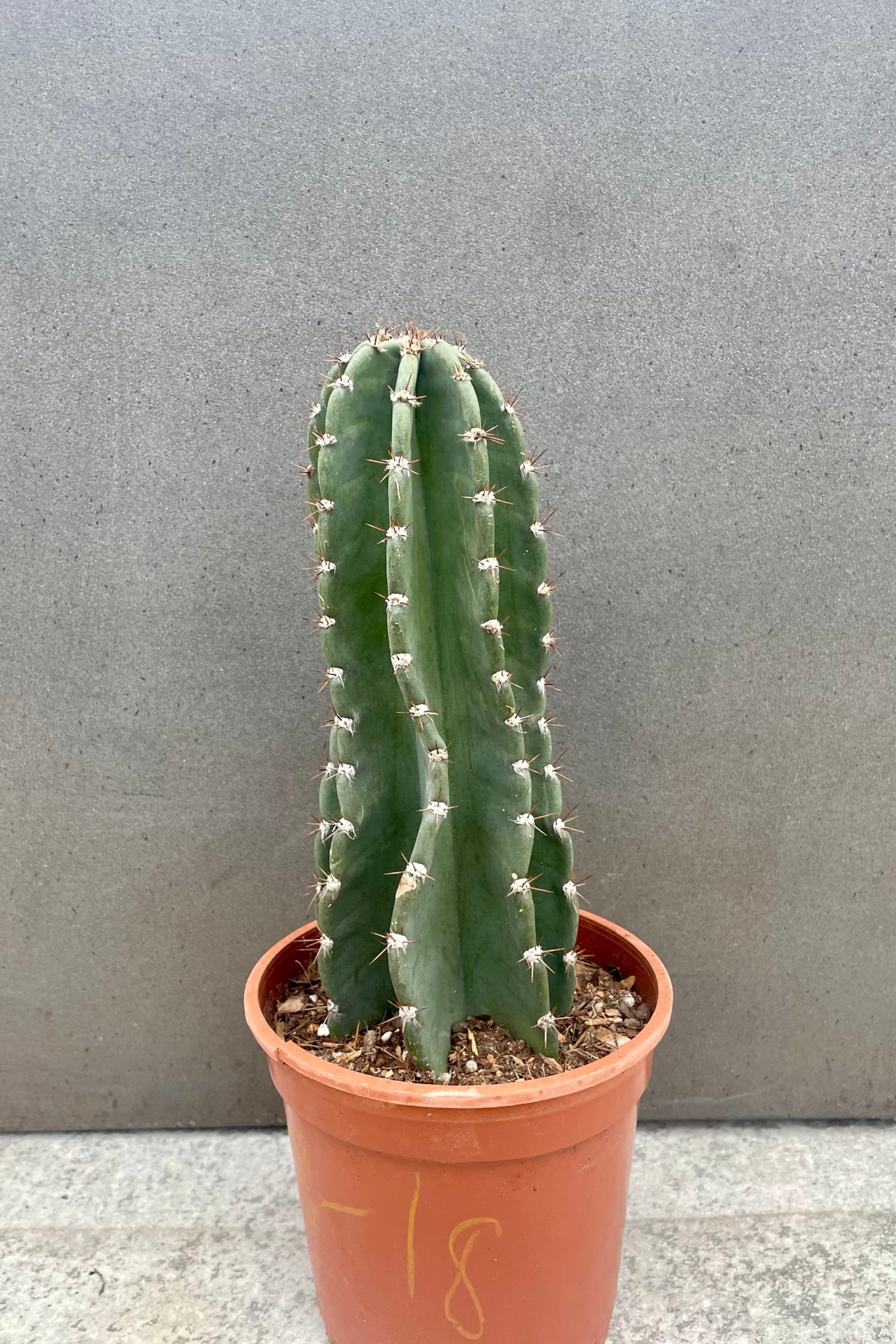 A photo of a Cereus peruvianus cactus in an orange pot against a gray wall.