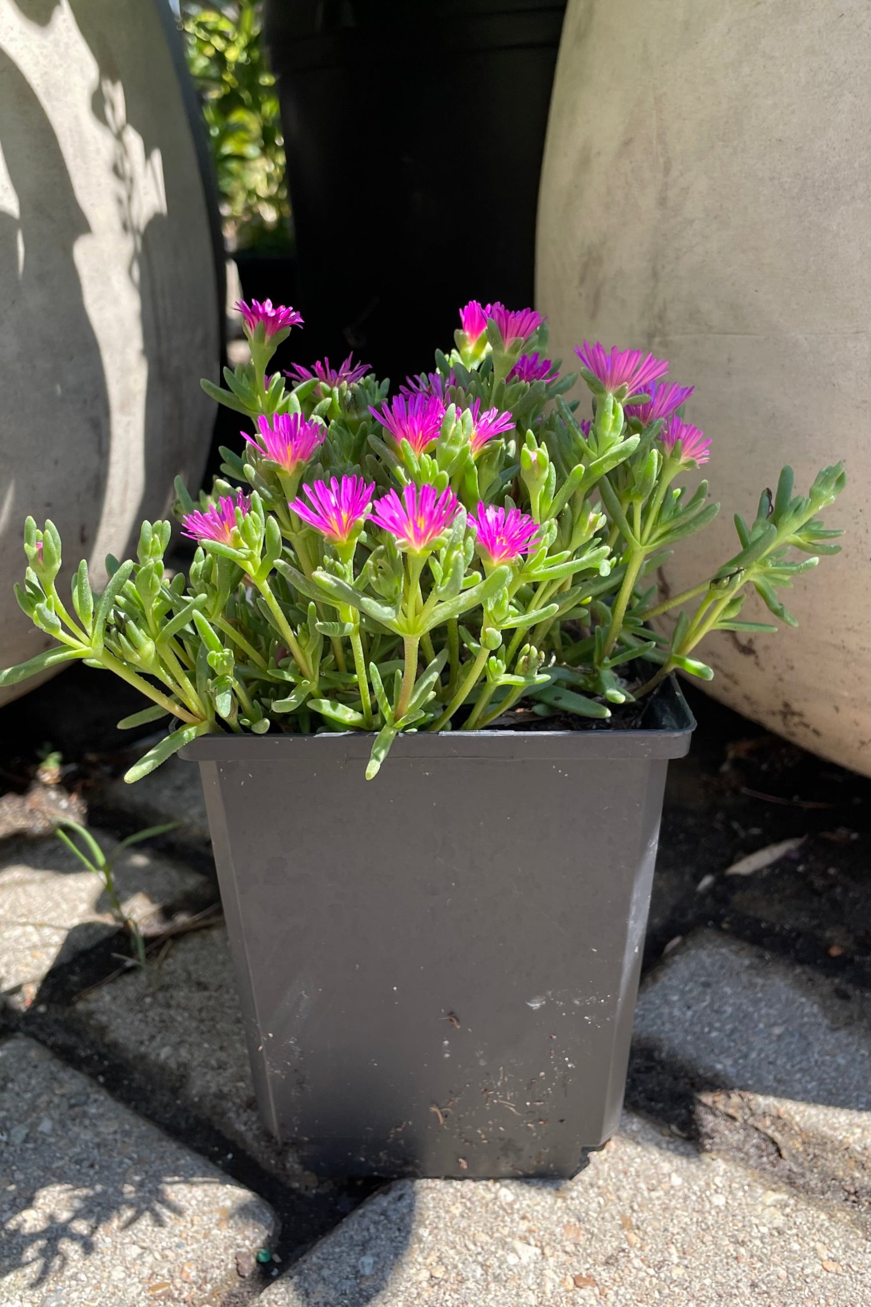 Delosperma 'Delmara Pink' ice plant in full bloom mid July showing the neon pink flowers above the succulent foliage at Sprout-home. Sprout-home