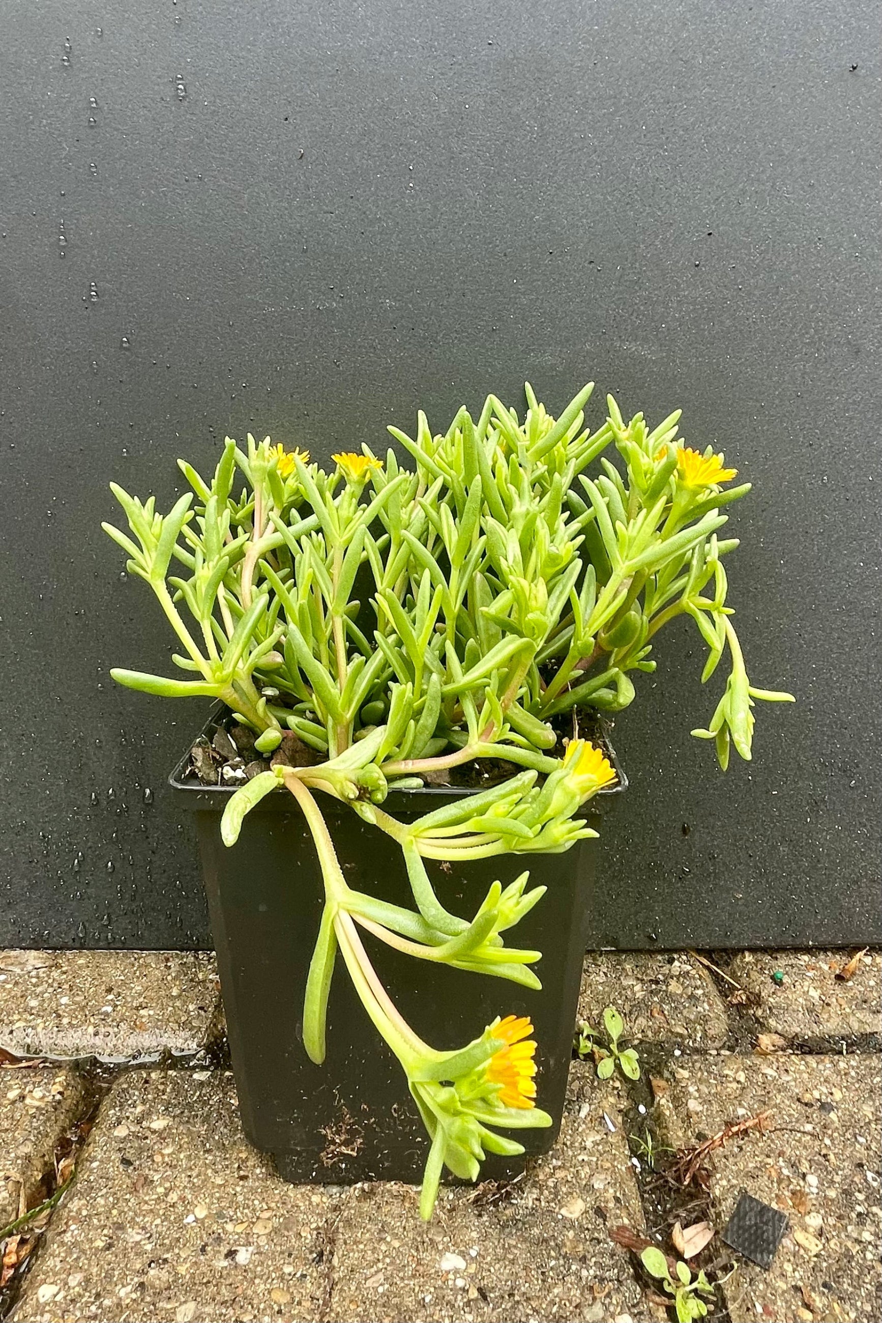 1qt Delosperma 'Delmara Yellow' in bloom at the end of May showing the bright yellow flowers and succulent like leaves against a black wall at Sprout-home. ©Sprout Home