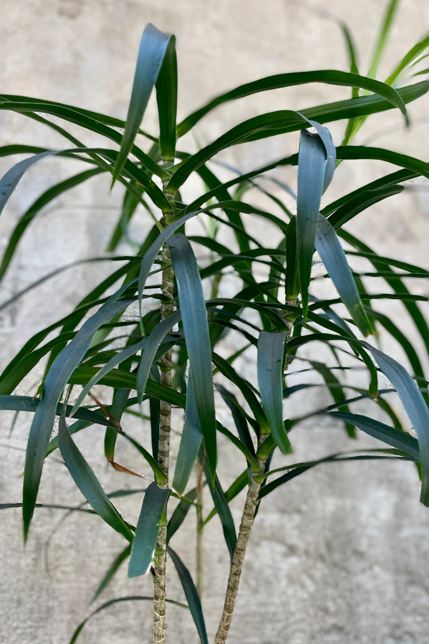 detail of Dracaena 'Anita' clump form 10" against a grey wall