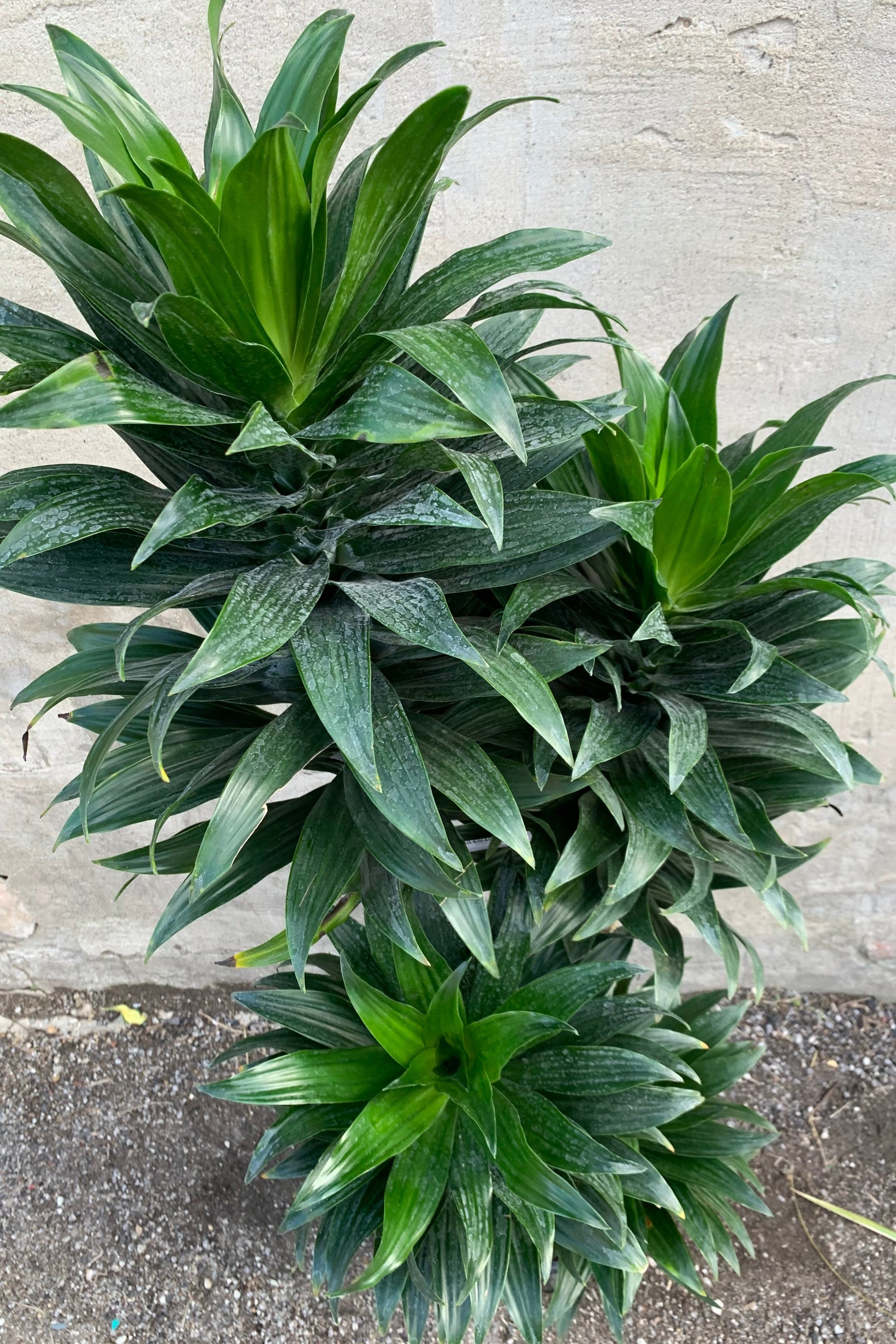 Dracaena 'Janet Craig compacta' pictured from above.