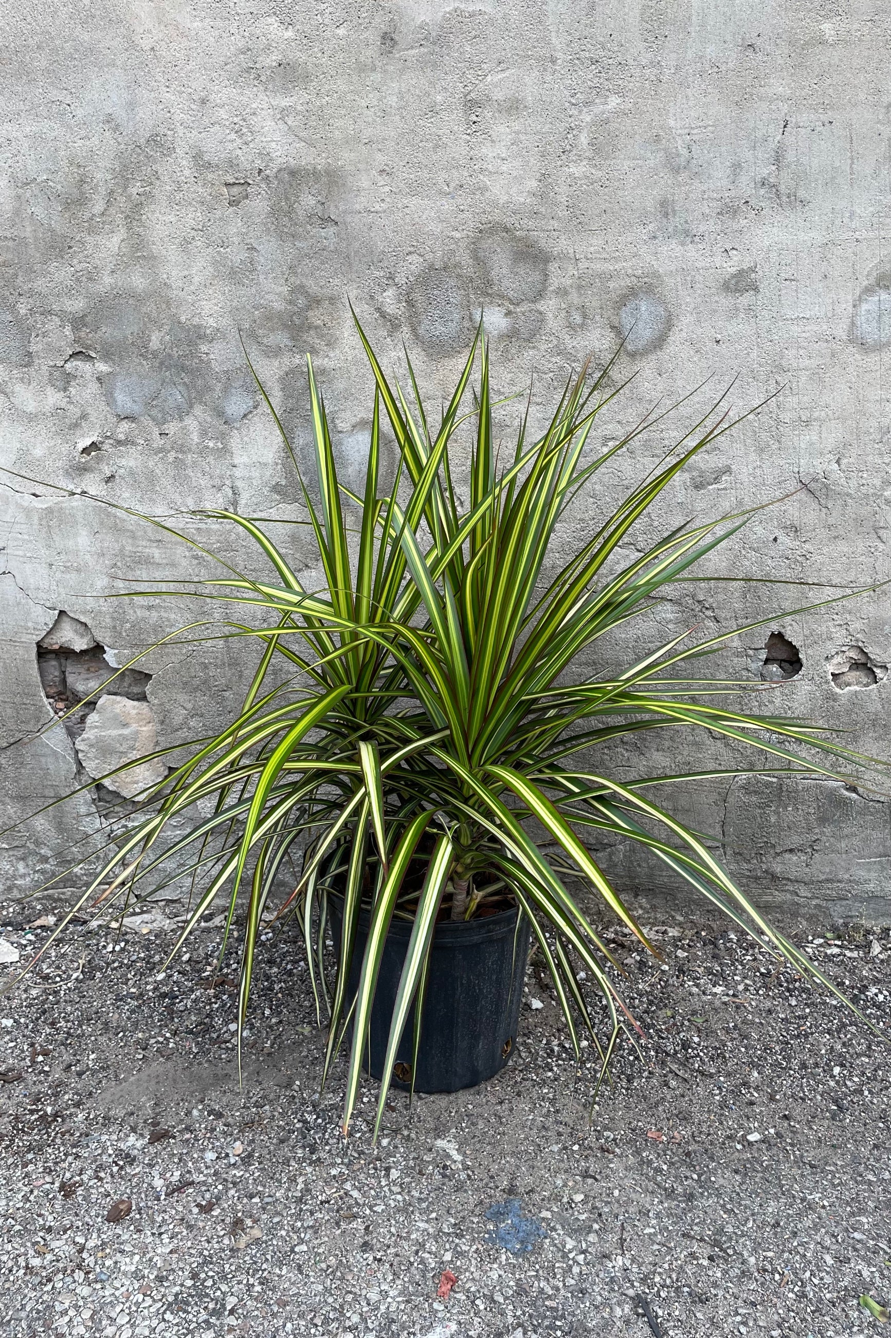 Dracaena marginata 'Kiwi' in a 10" growers pot against a grey wall.