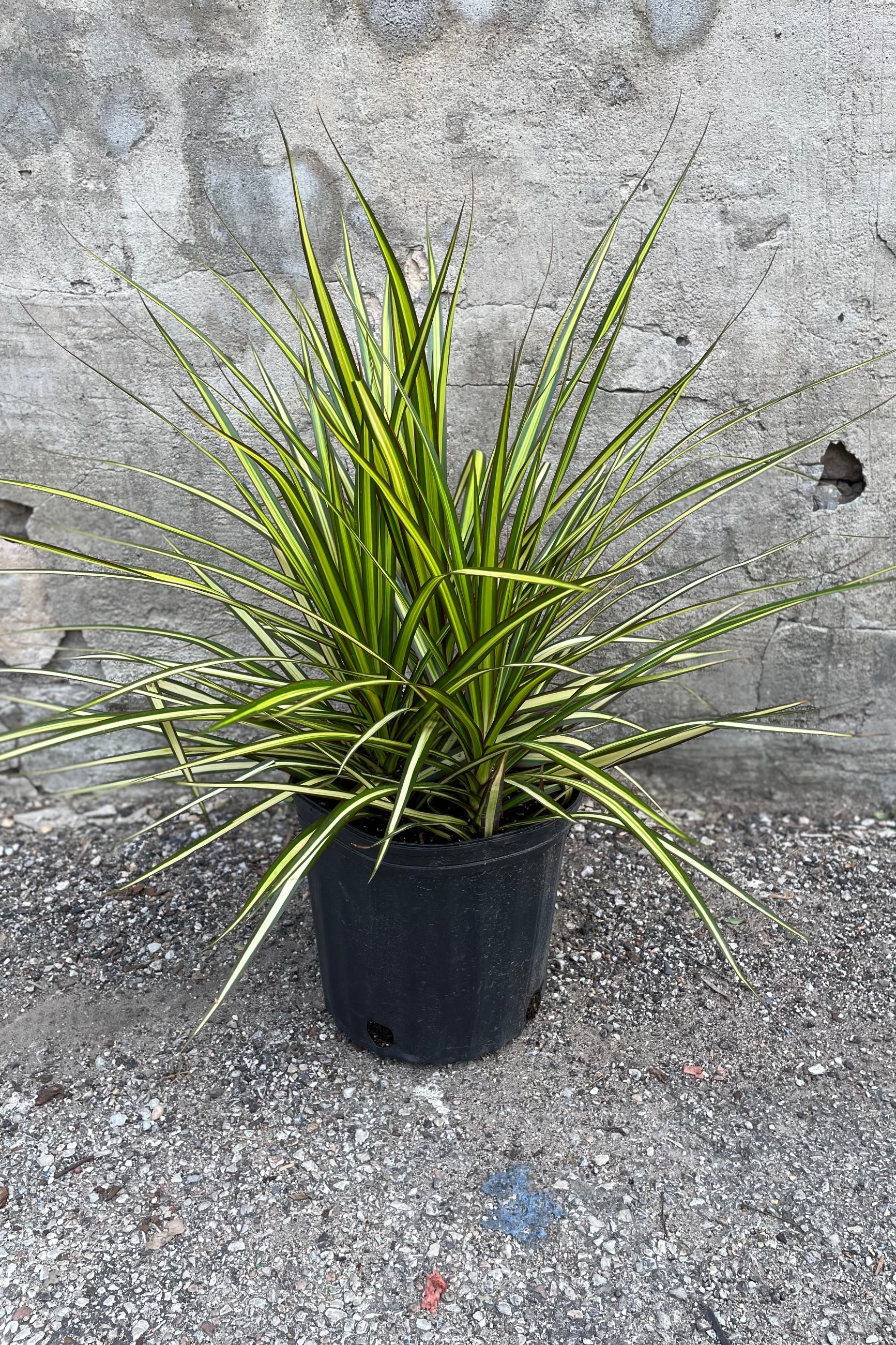 Dracaena marginata 'Kiwi' in an 8" growers pot against a grey wall.