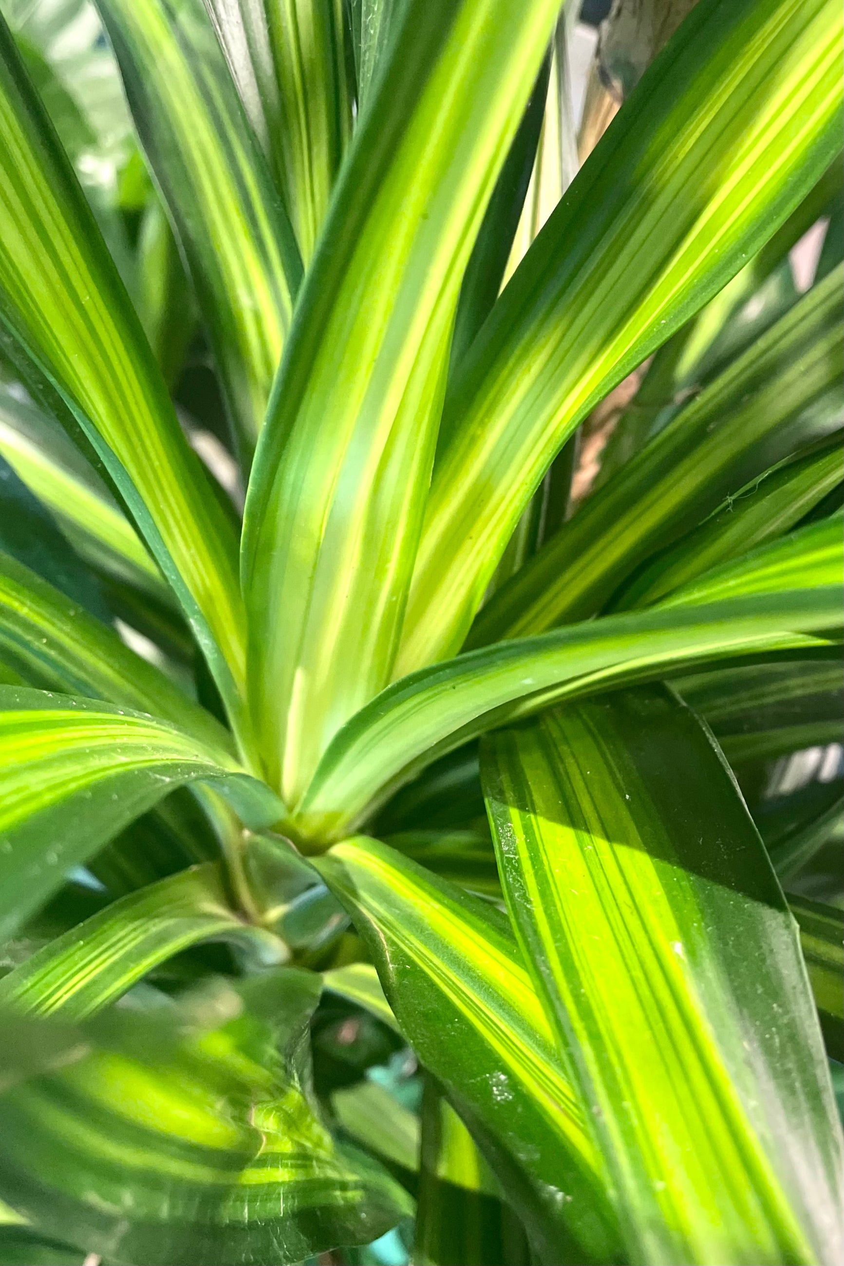 A detailed view of Dracaena deremensis 'Rikki' cane #2